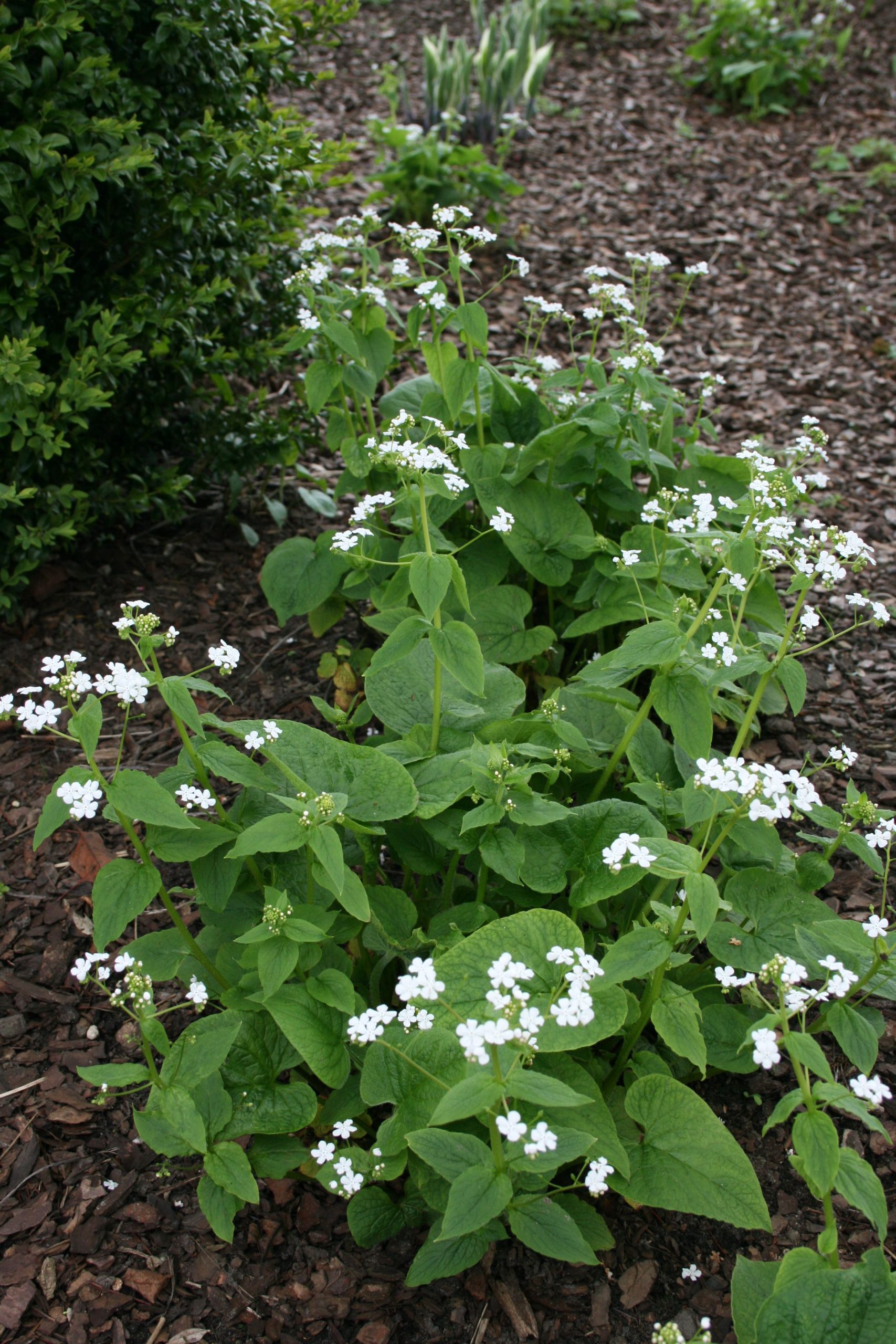 Brunnera Macrophylla Betty Bowring Fehrle Stauden