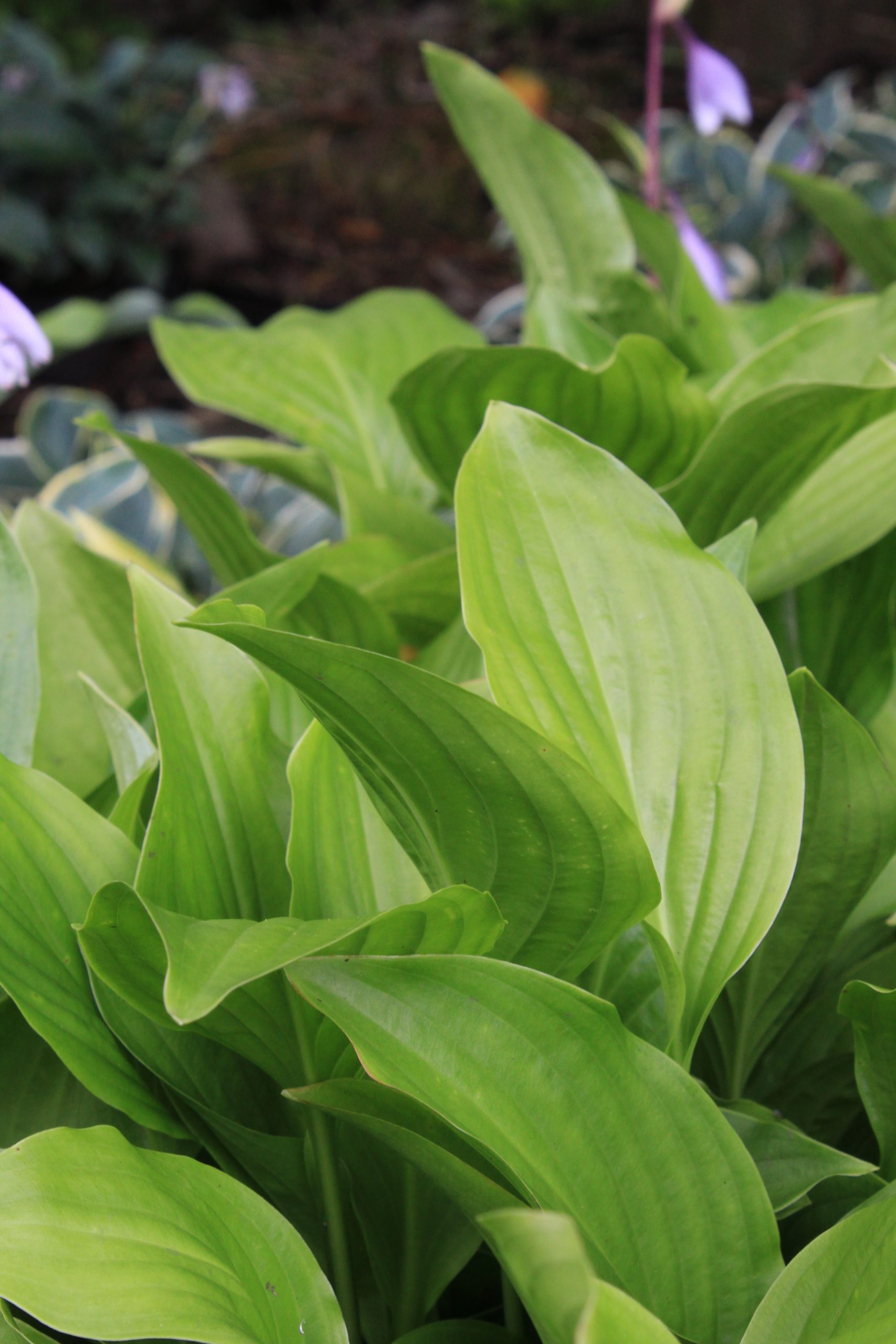 2608_hosta_plantaginea_royal_standard_SS_002.jpeg
