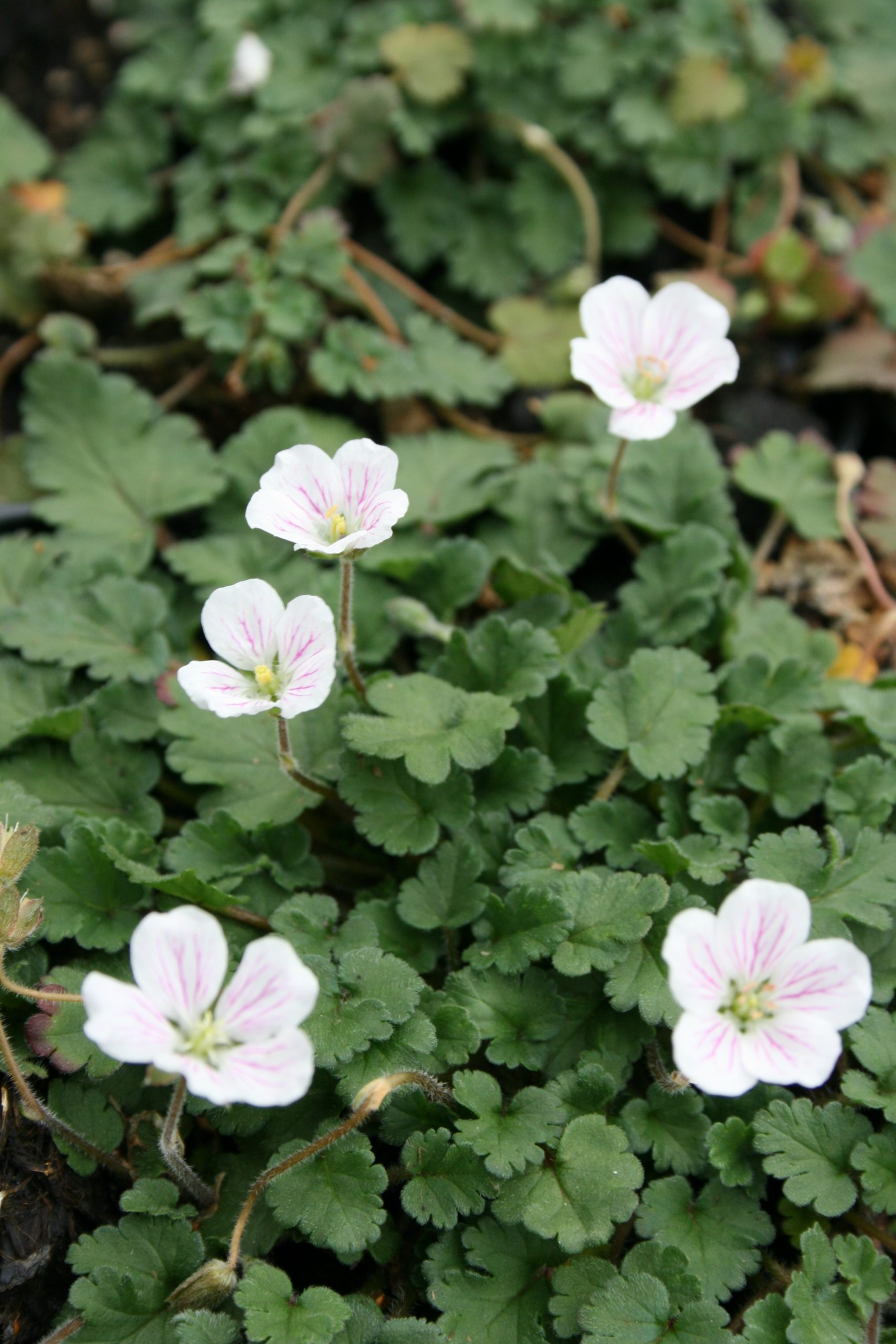 1844_erodium_variabile_album_SS_001.jpeg