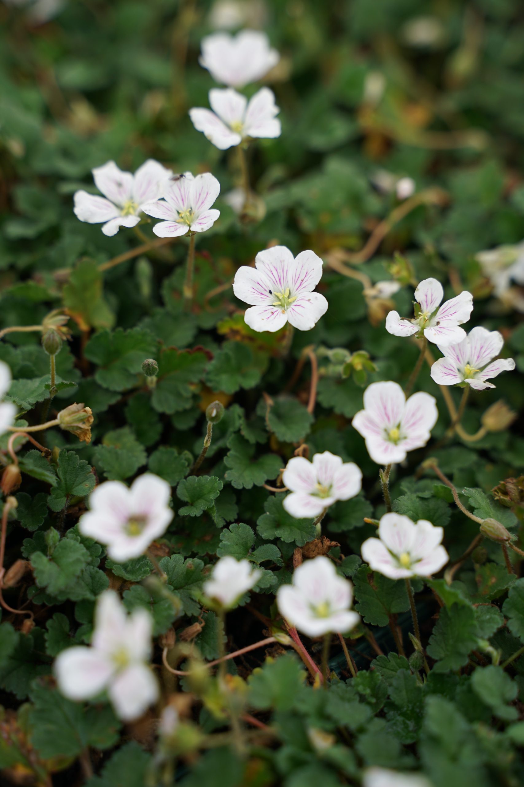 1845_erodium_variabile_album_SS_002.jpeg