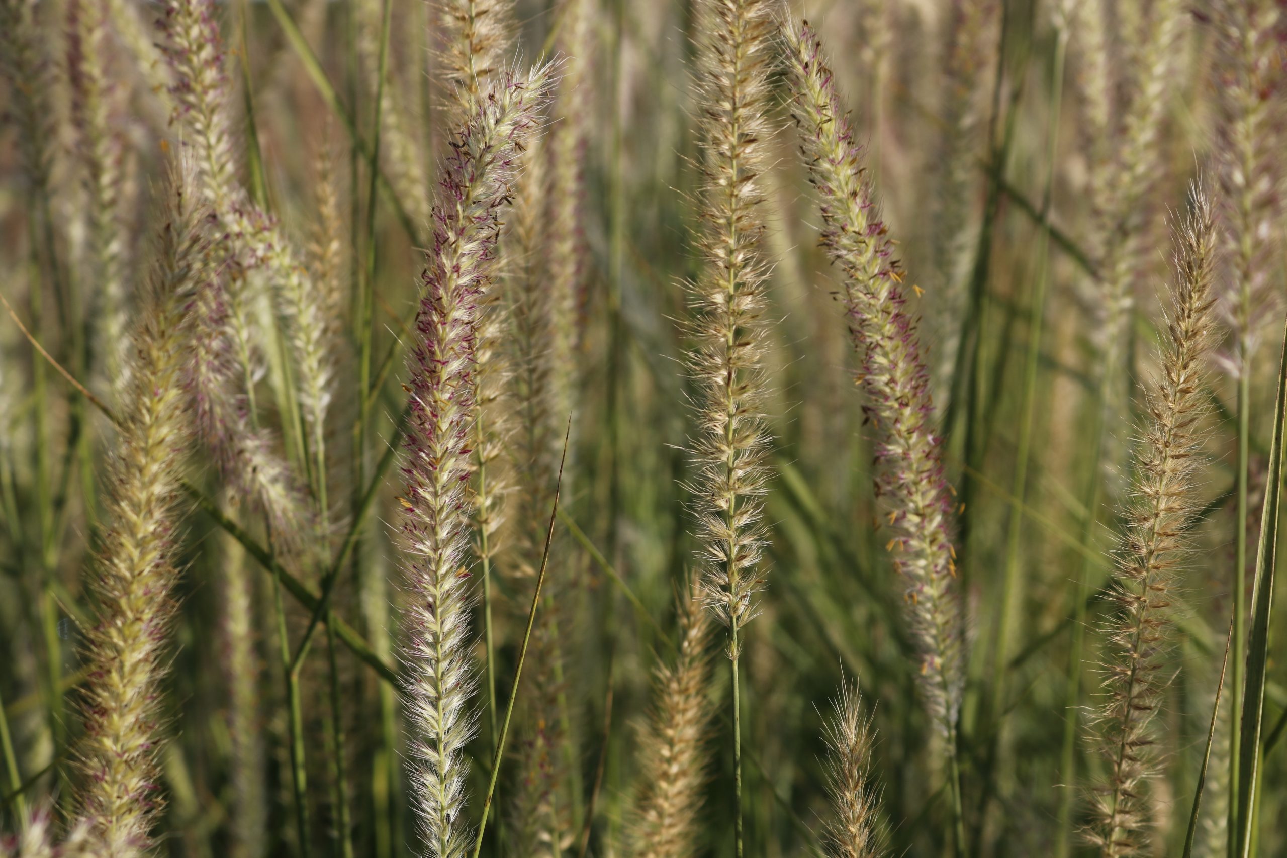 5523_pennisetum_orientale_fairy_tails_XS_001.jpeg