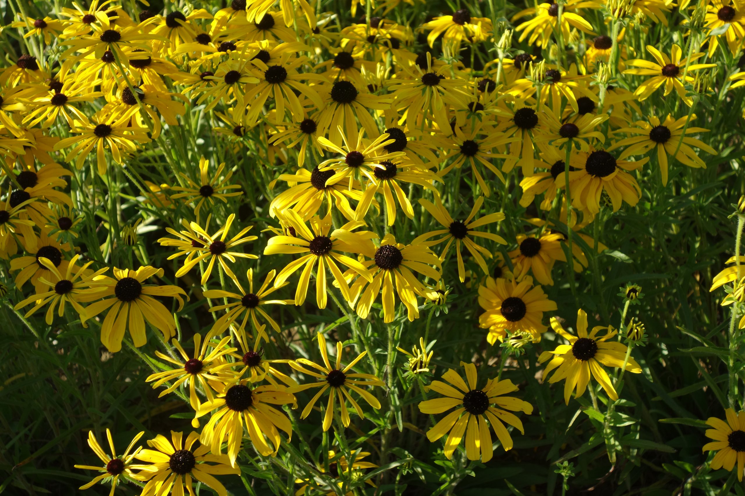 10685_rudbeckia_missouriensis_SS_002.jpg