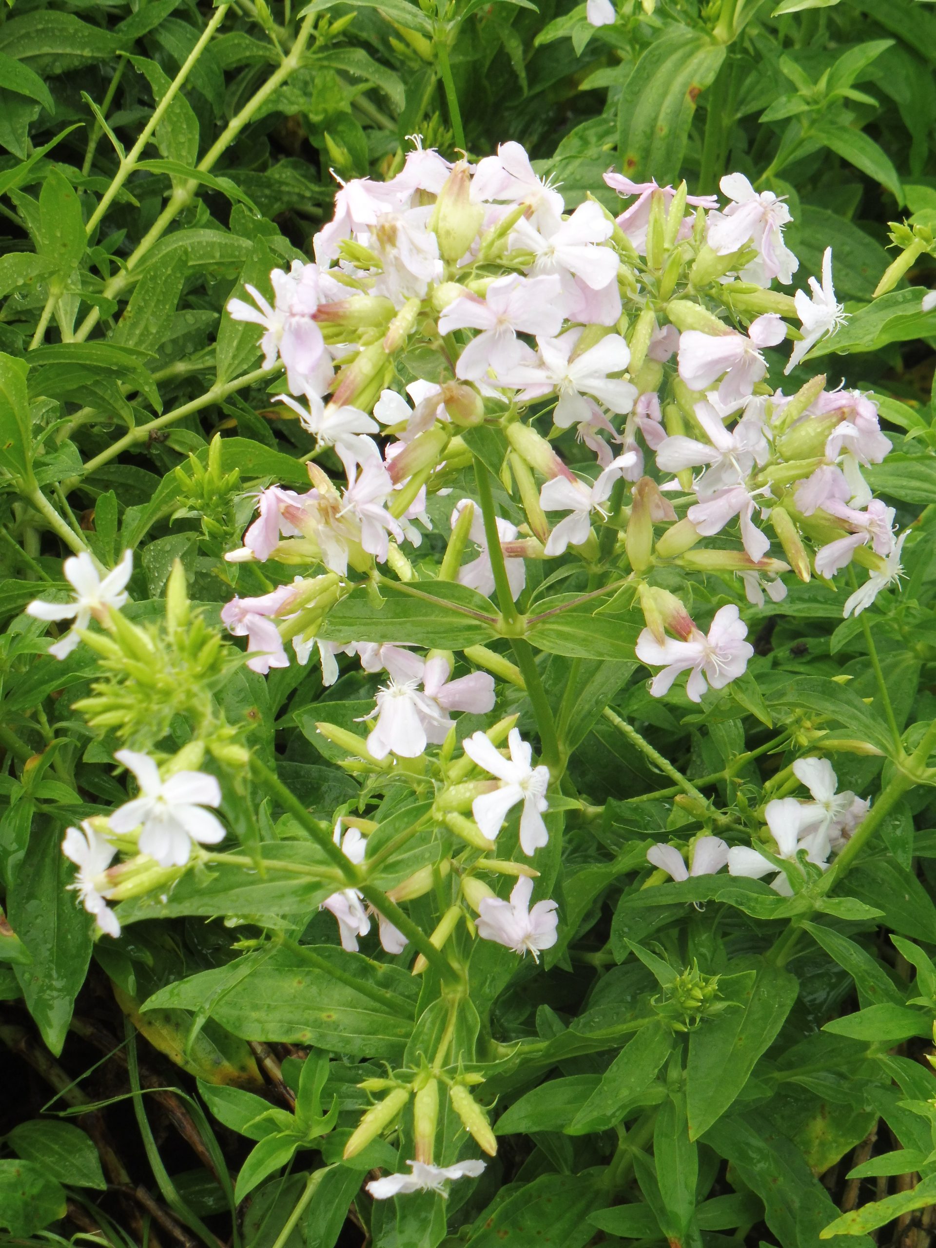 11415_saponaria_officinalis_SS_002.jpg