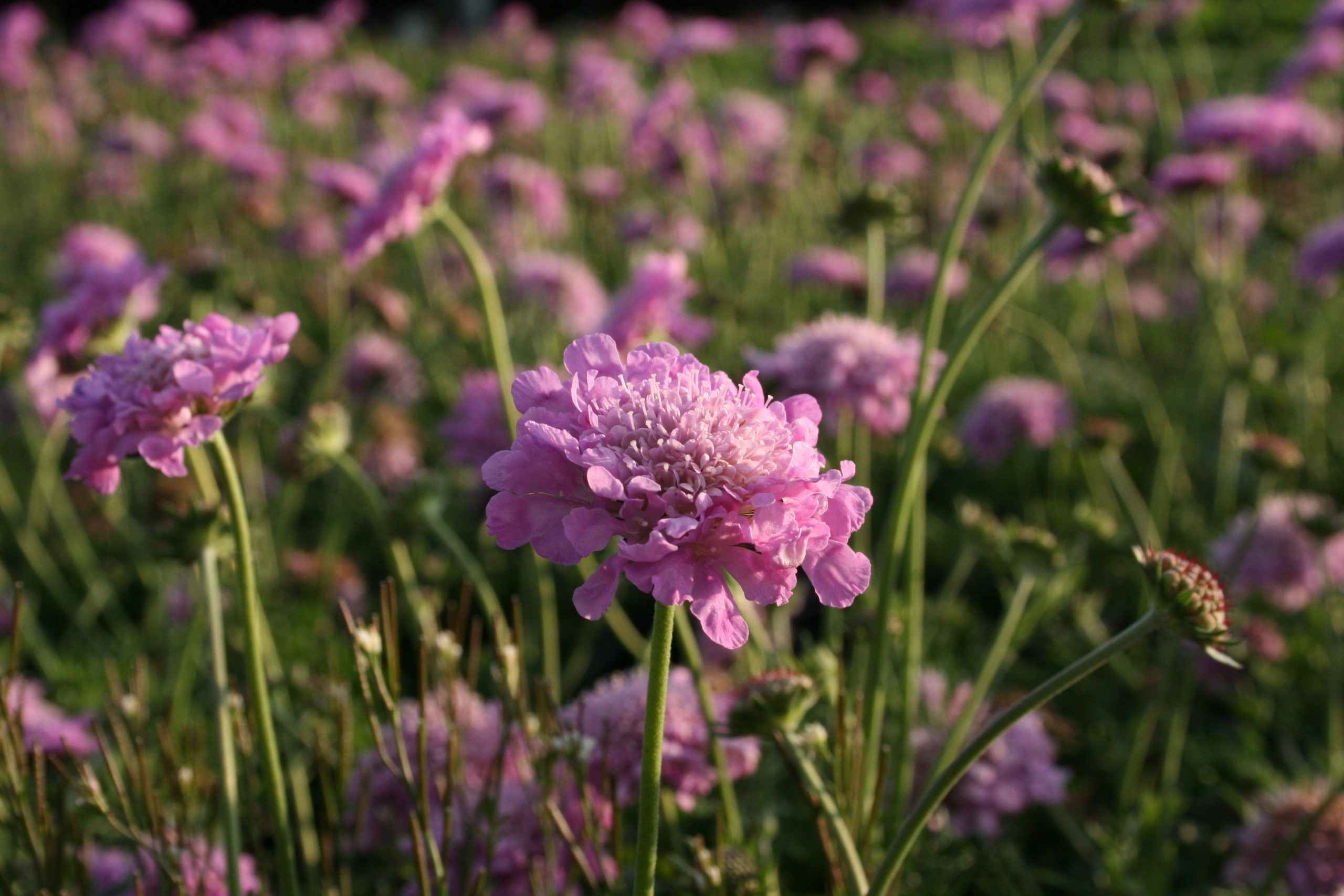 11427_scabiosa_columbaria_pink_mist_SS_003.jpg
