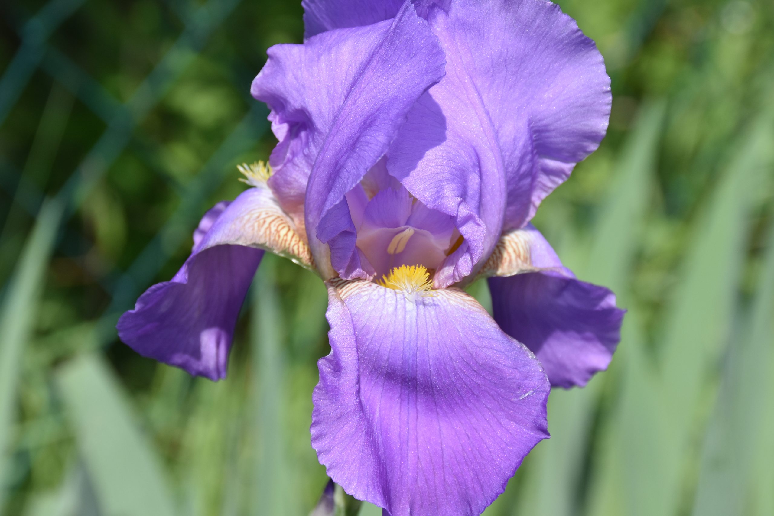 11732_iris_barbata_elatior_lovely_again_XS_008.jpg
