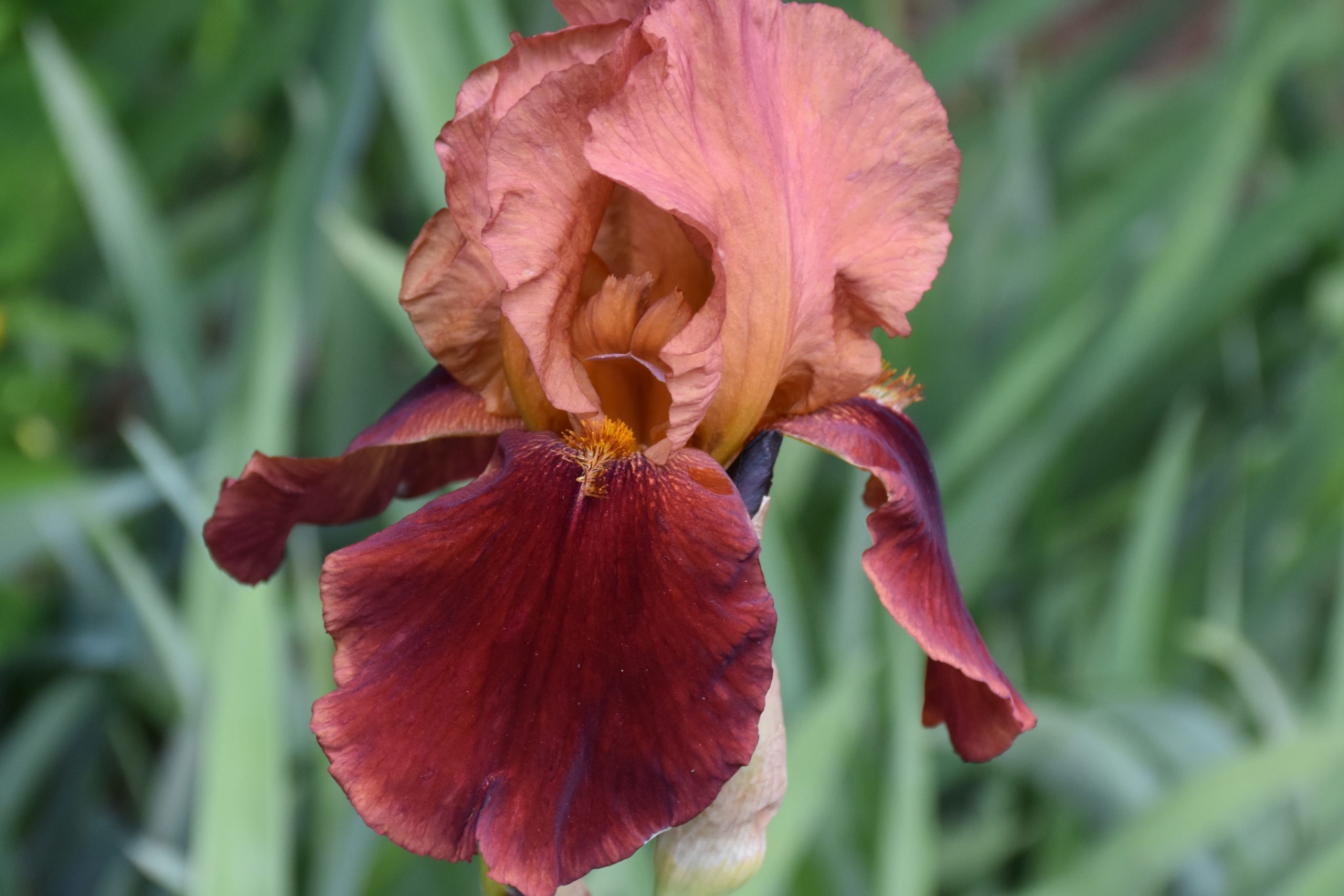 12060_iris_barbata_elatior_natchez_trace_XS_004.jpg