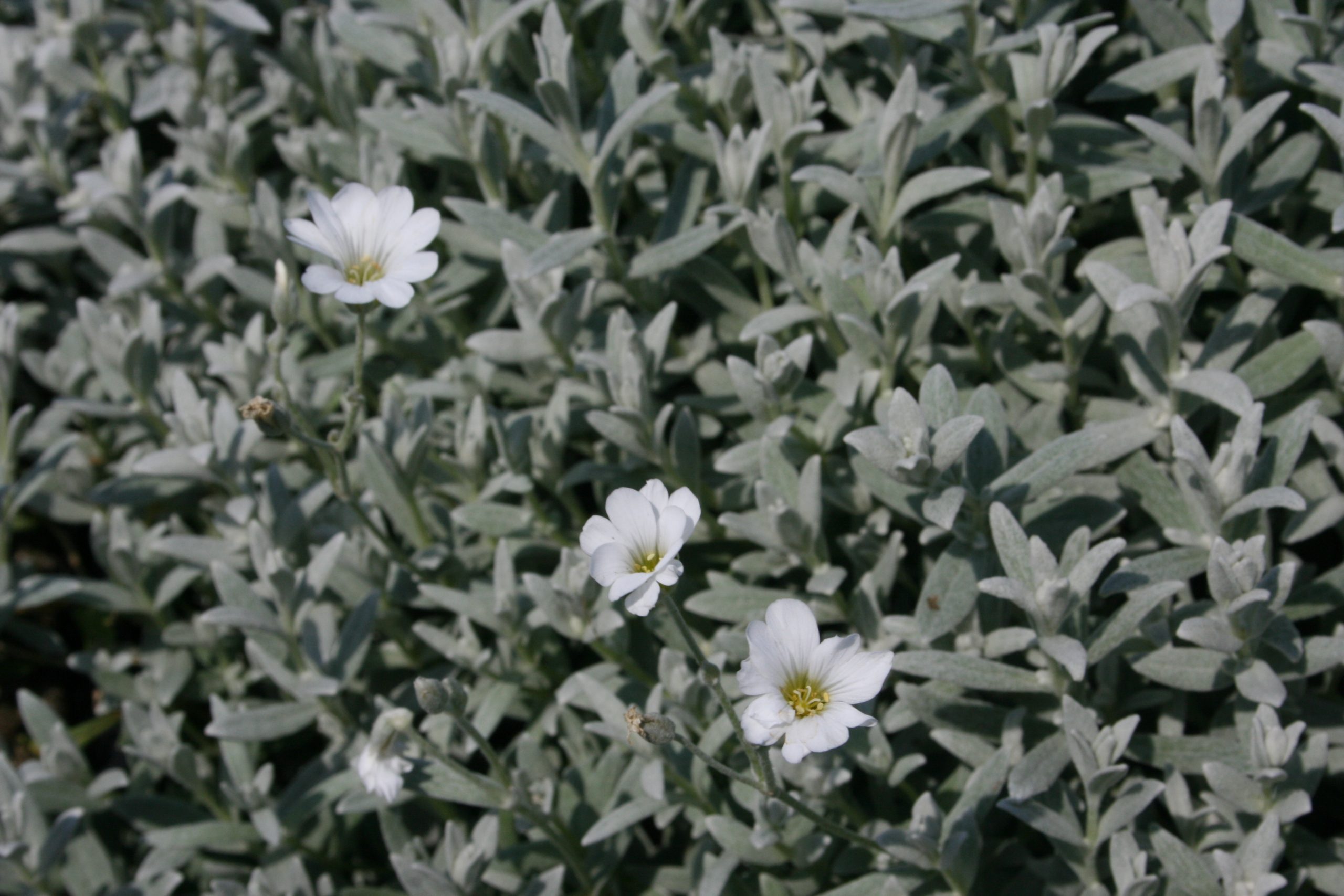 1212_cerastium_tomentosum_silberteppich_SS_001.jpeg