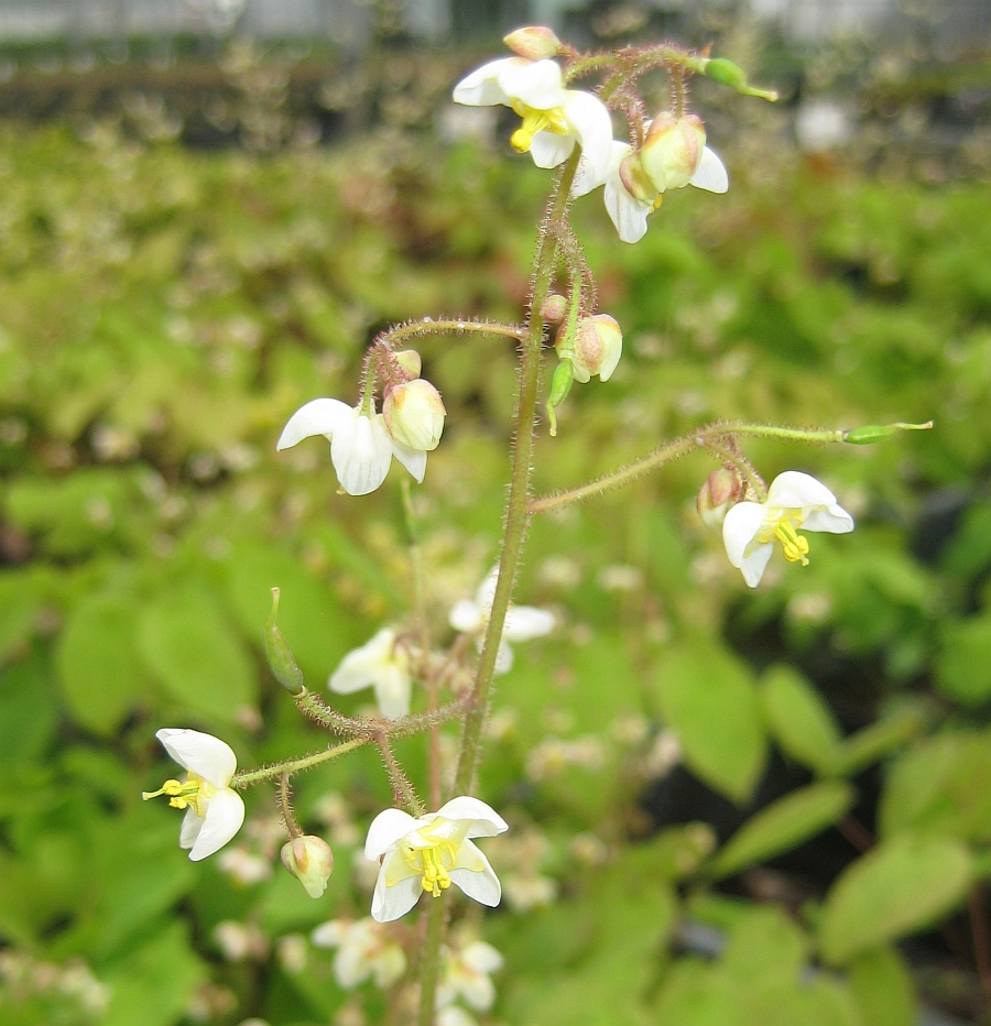 12272_epimedium_pubigerum_XS_003.jpg