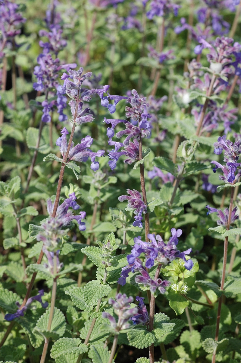 12277_nepeta_faassenii_XS_003.jpg