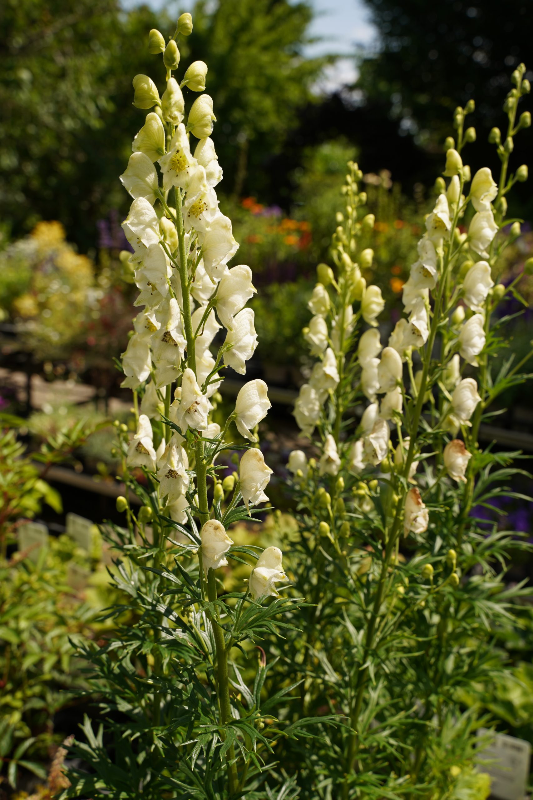 12299_aconitum_napellus_album_SS_002.jpg