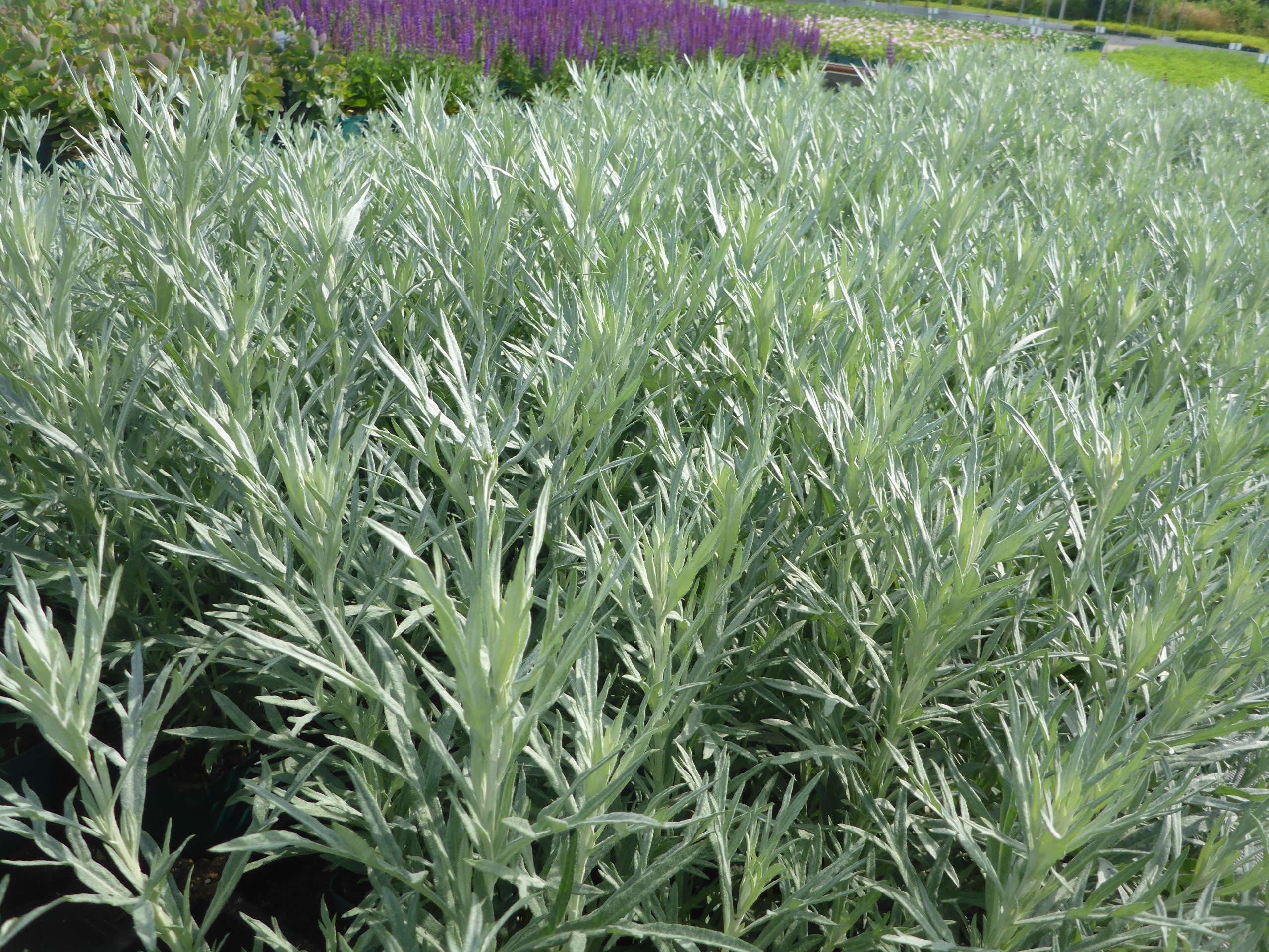 12343_artemisia_ludoviciana_silver_queen_SS_004.jpg