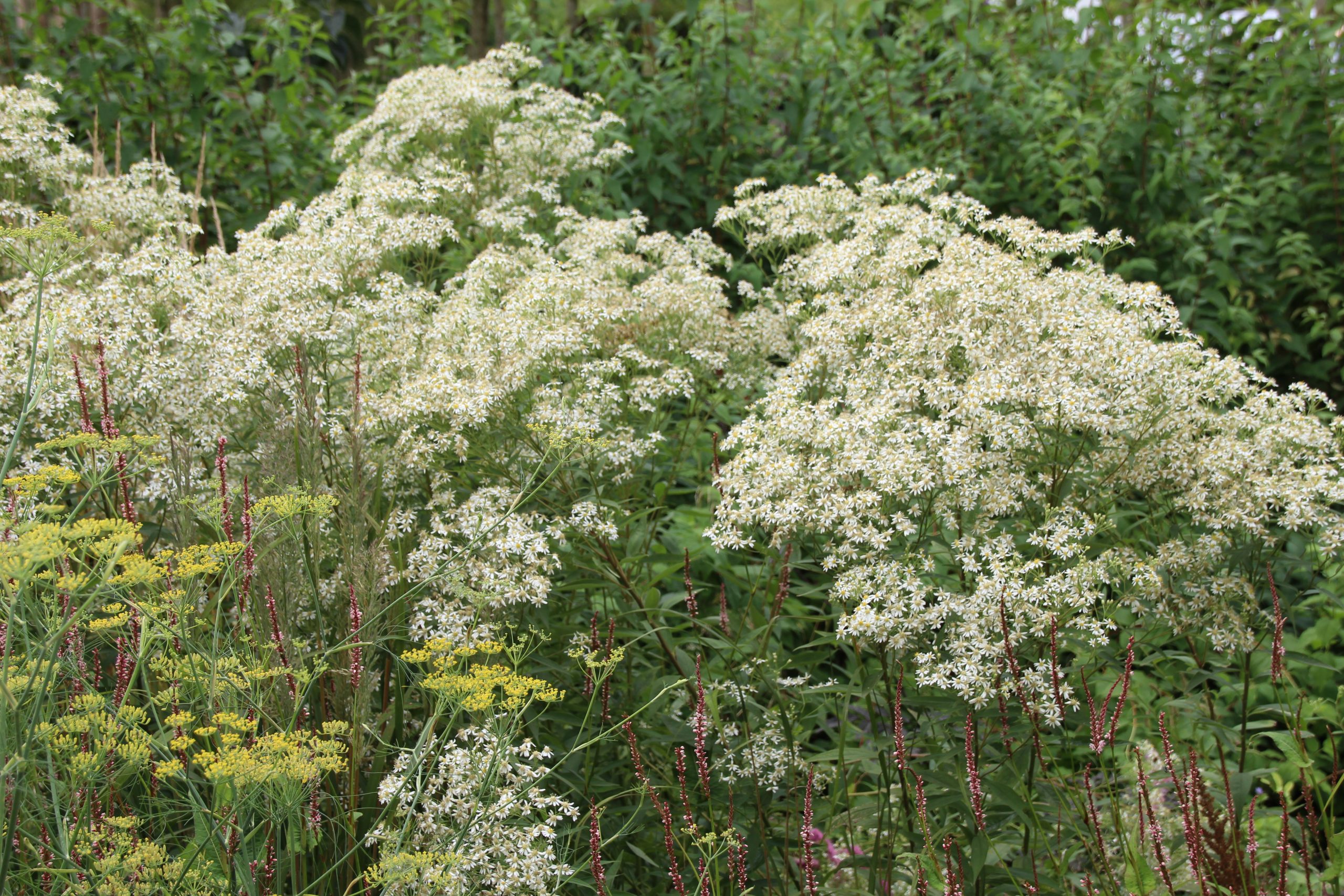 12365_aster_umbellatus_weisser_schirm_SS_005.jpg
