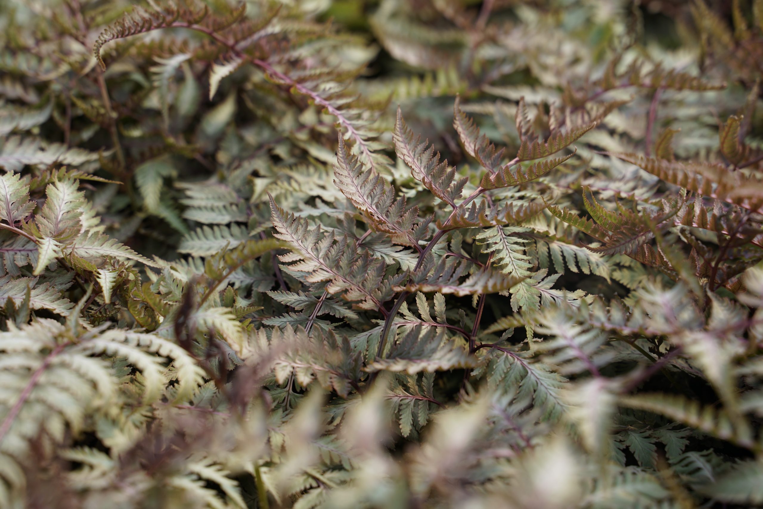 12372_athyrium_niponicum_metallicum_SS_008.jpg
