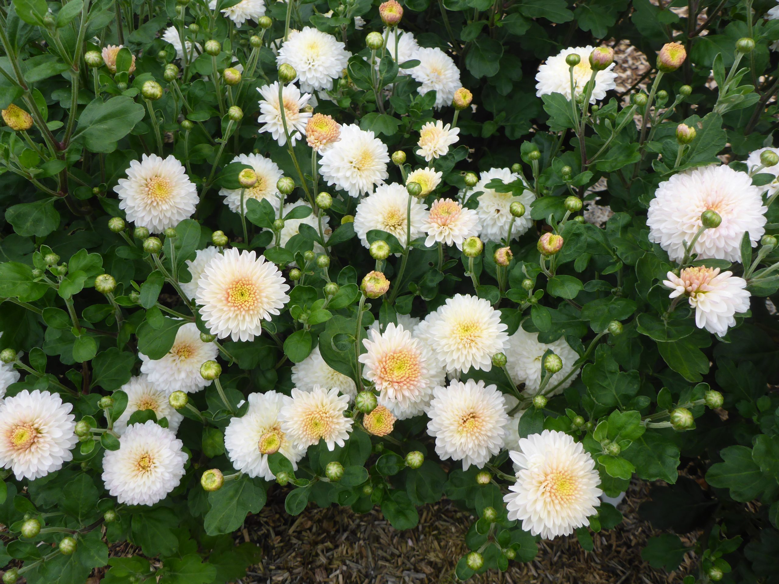 12424_chrysanthemum_hort_white_bouquet_SS_001.jpg