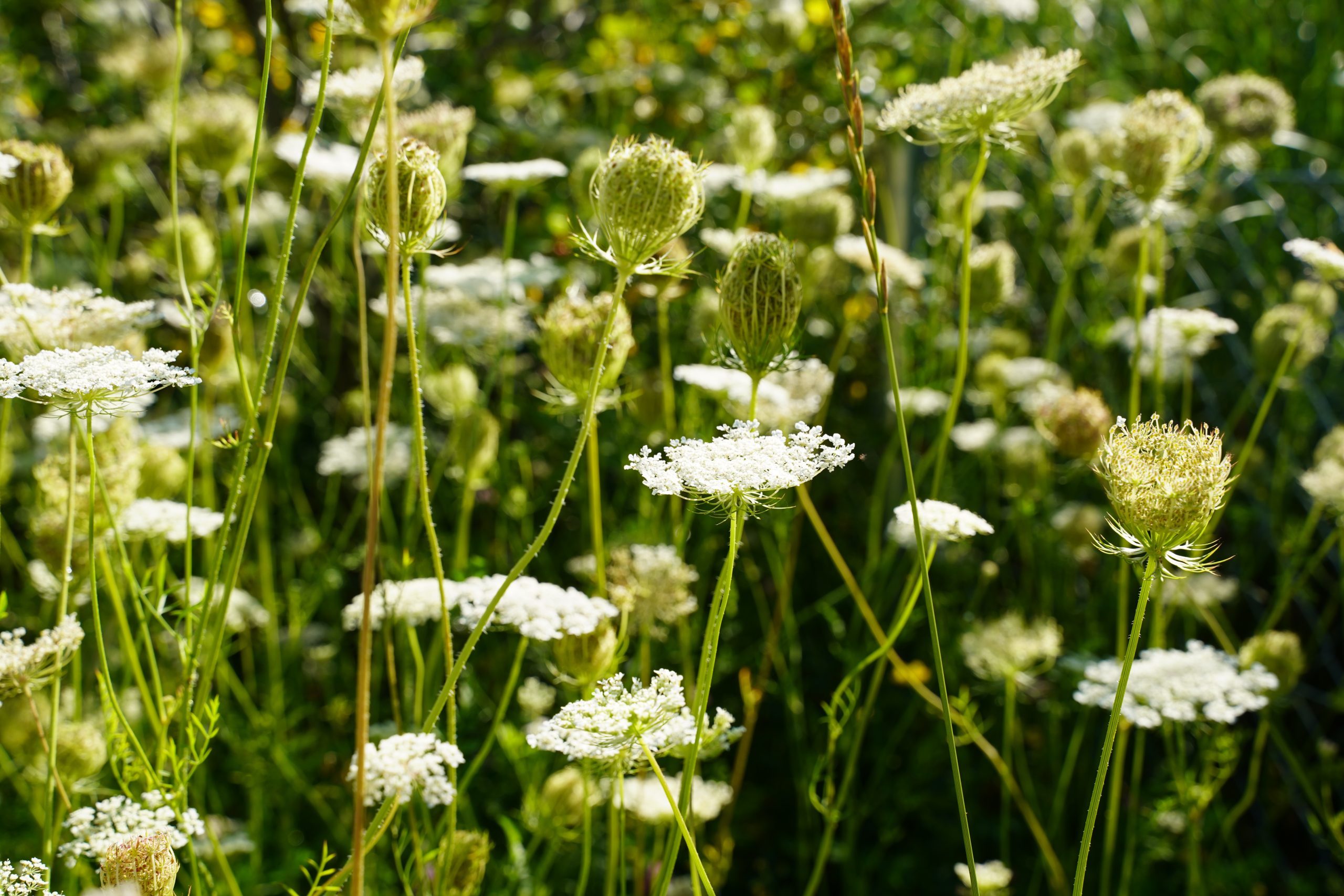 12433_daucus_carota_SS_004.jpg