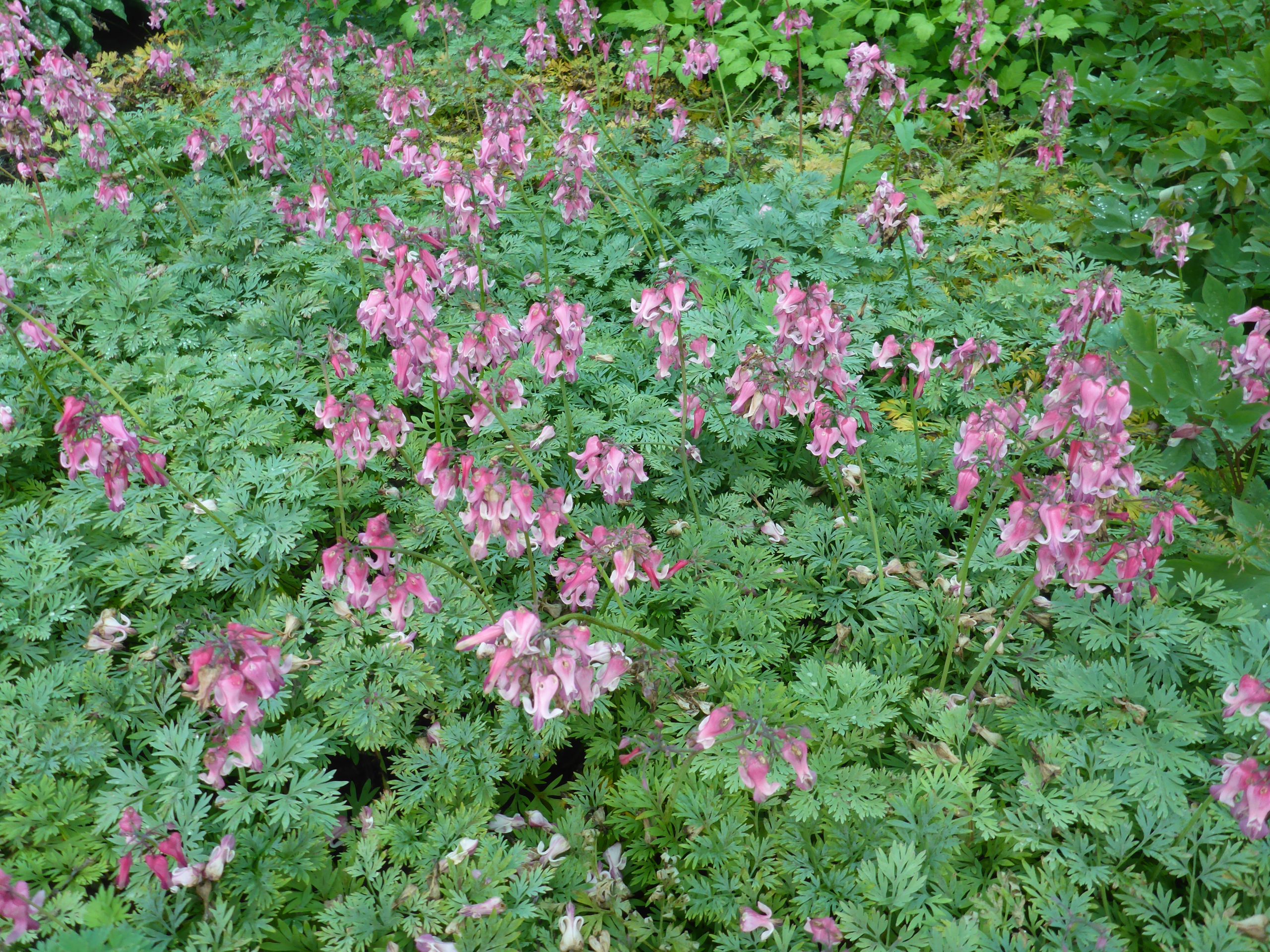 12443_dicentra_formosa_pink_diamonds_SS_002.jpg