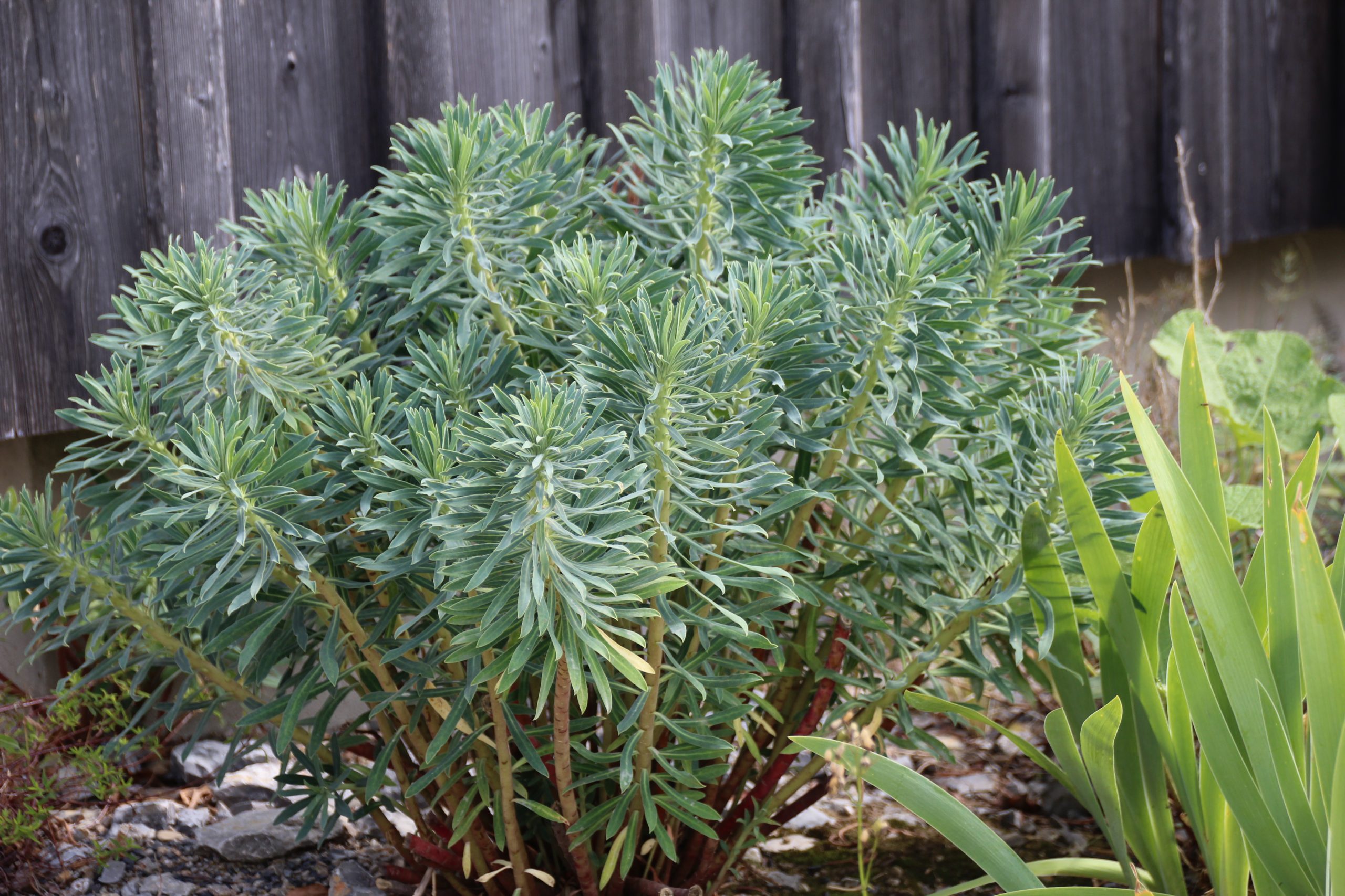 12484_euphorbia_characias_ssp_wulfenii_SS_004.jpg