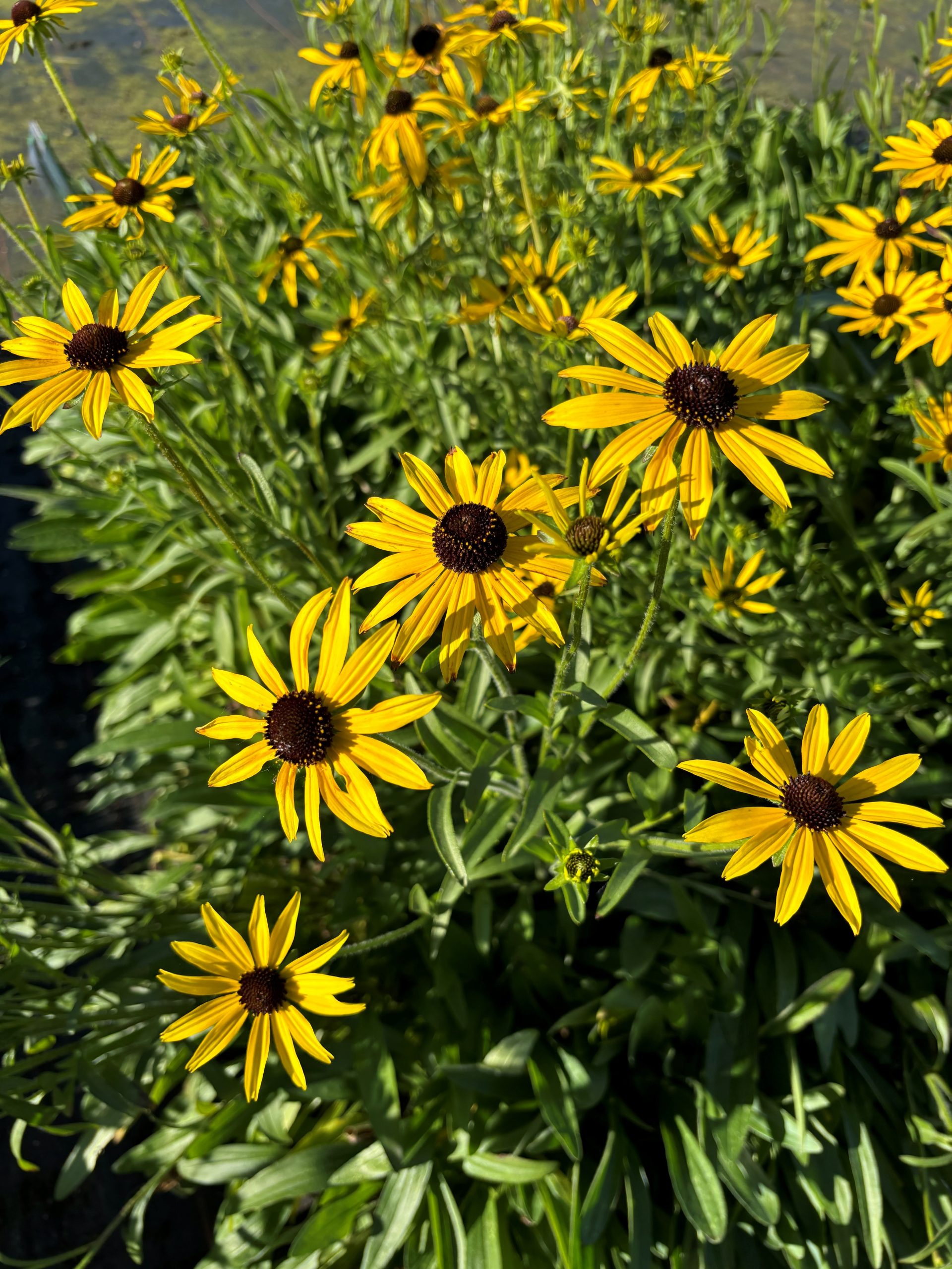 12673_rudbeckia_missouriensis_SS_003.jpg