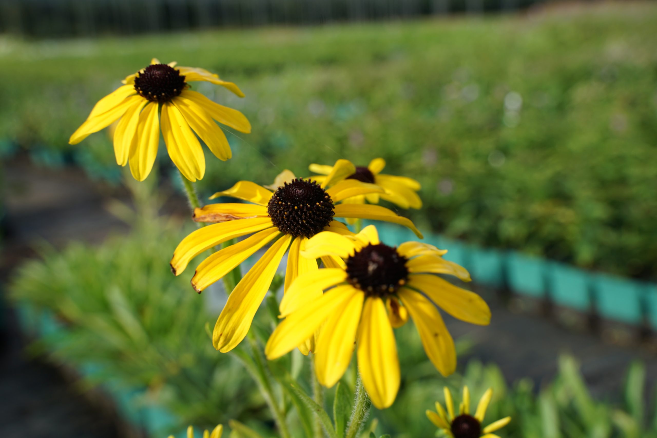 12674_rudbeckia_missouriensis_SS_004.jpg
