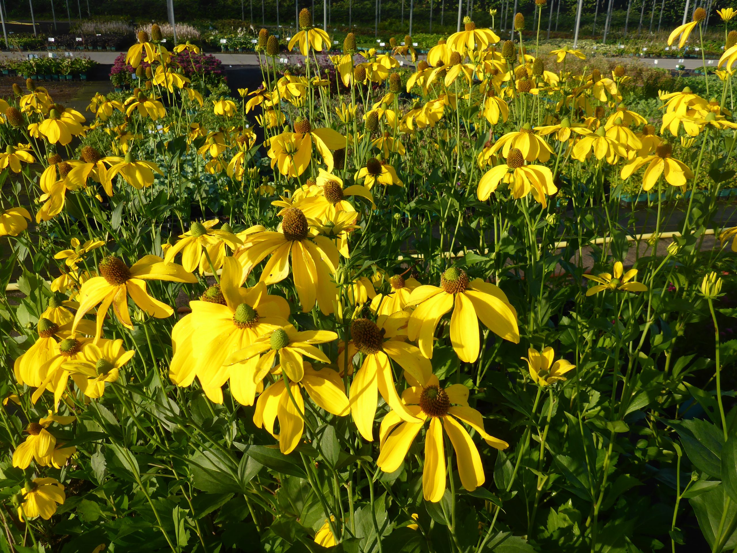 12675_rudbeckia_nitida_herbstsonne_SS_004.jpg