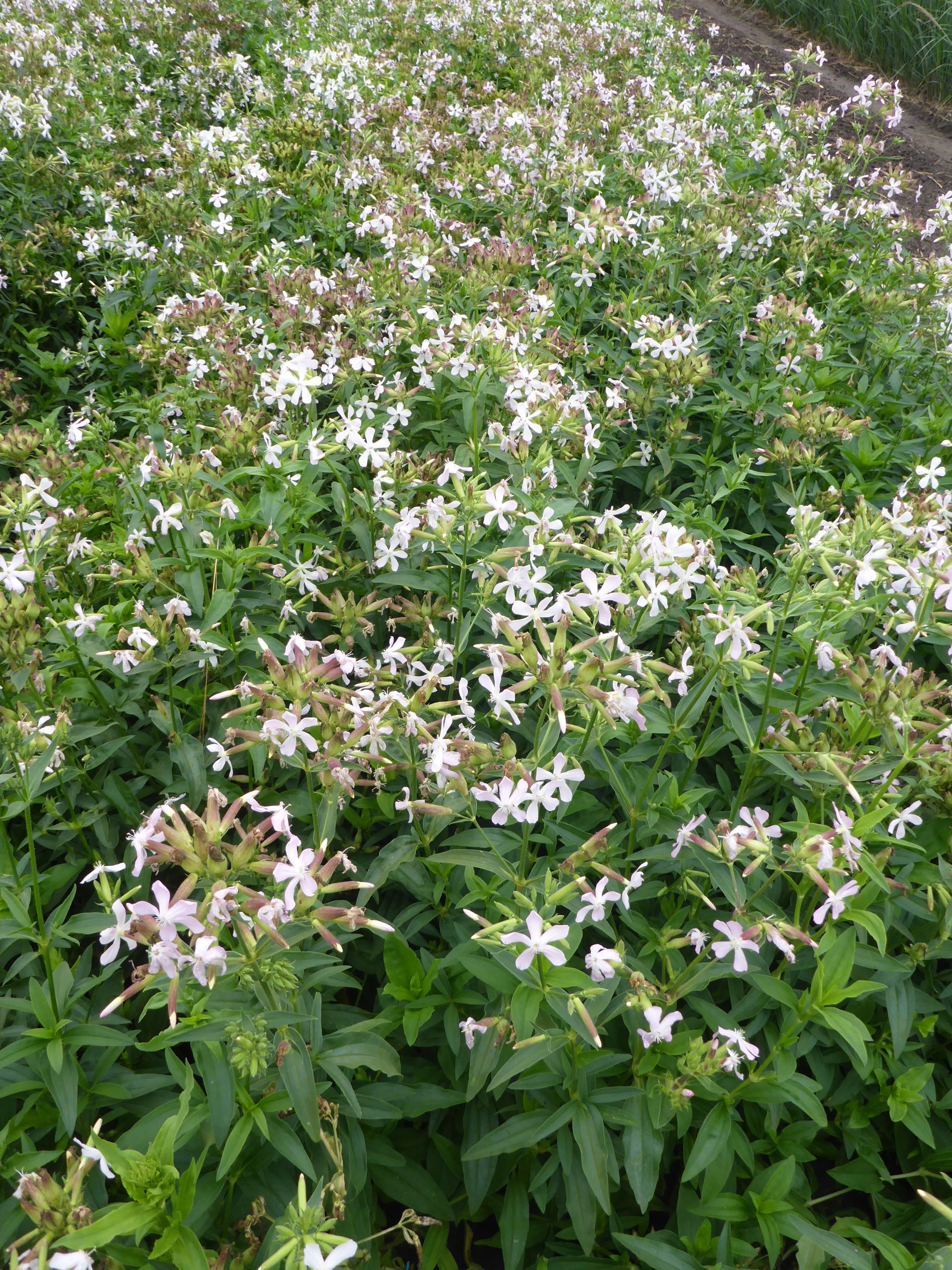 12693_saponaria_officinalis_SS_003.jpg