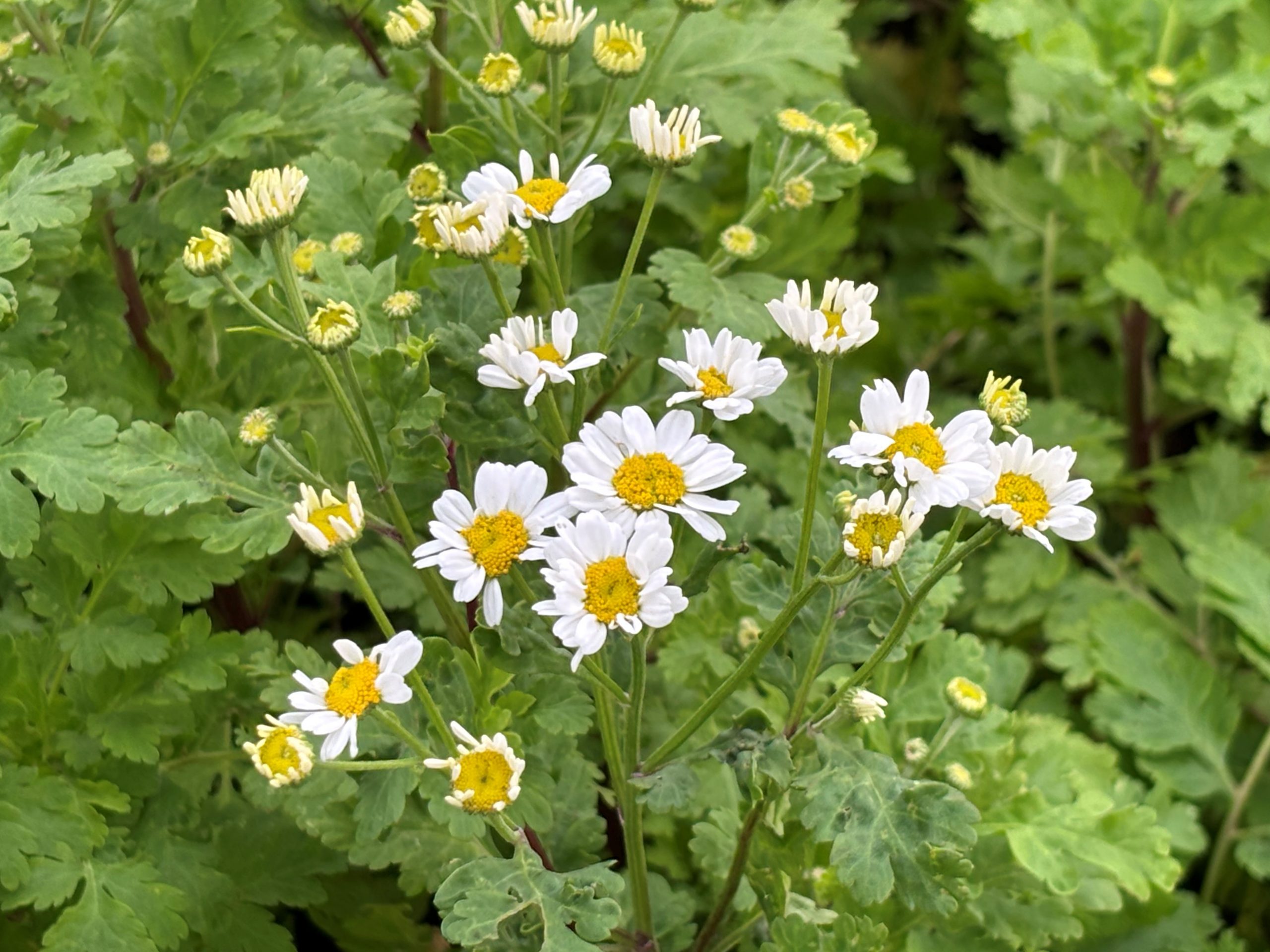12735_tanacetum_parthenium_SS_004.jpg