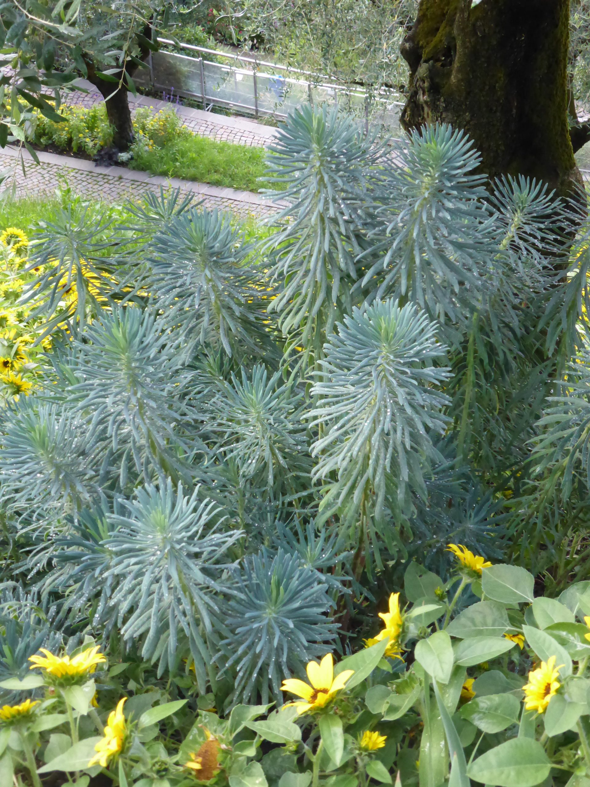 1893_euphorbia_characias_SS_001.jpeg