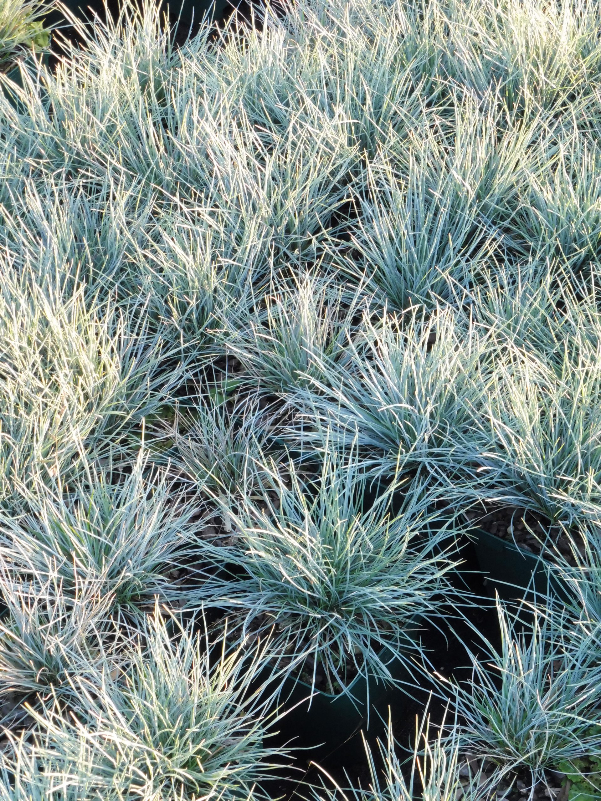 1928_festuca_cinerea_elijah_blue_SS_003.jpeg
