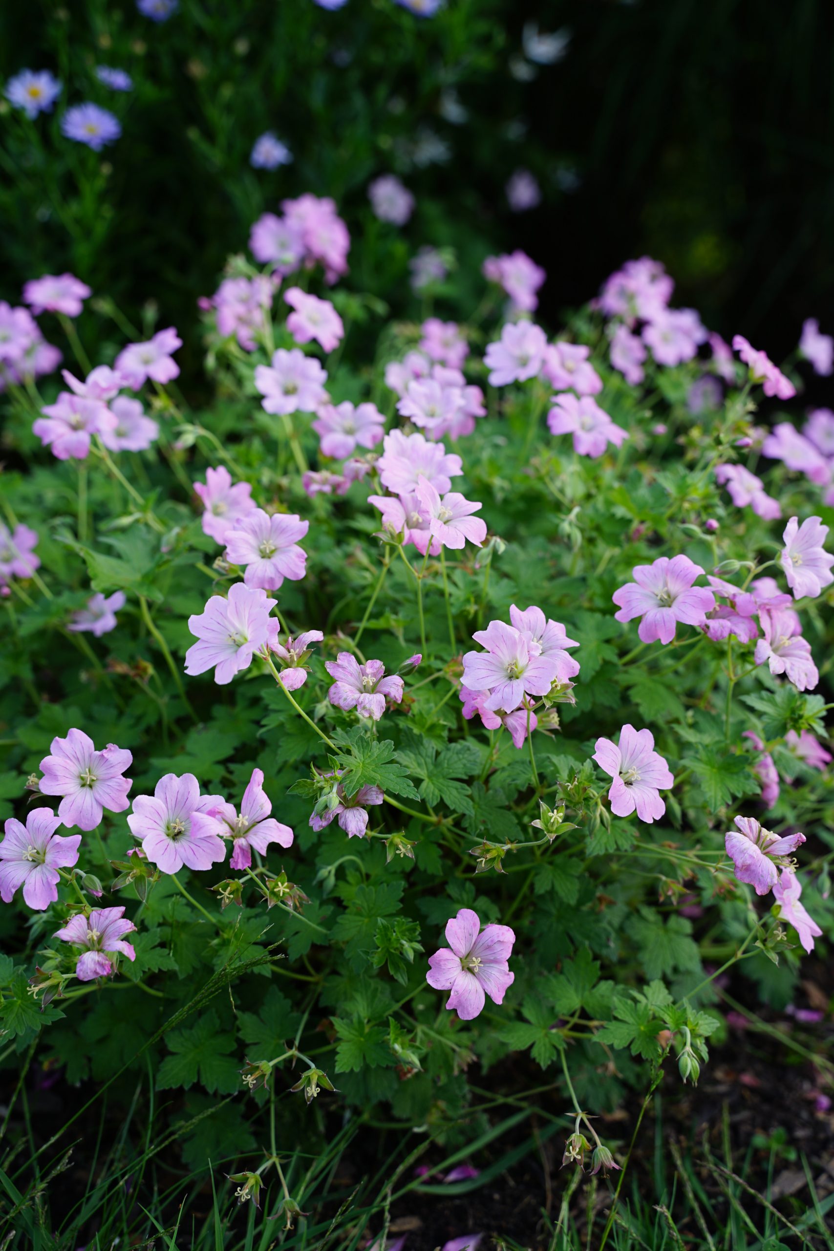 2180_geranium_oxonianum_wargrave_pink_SS_002.jpeg