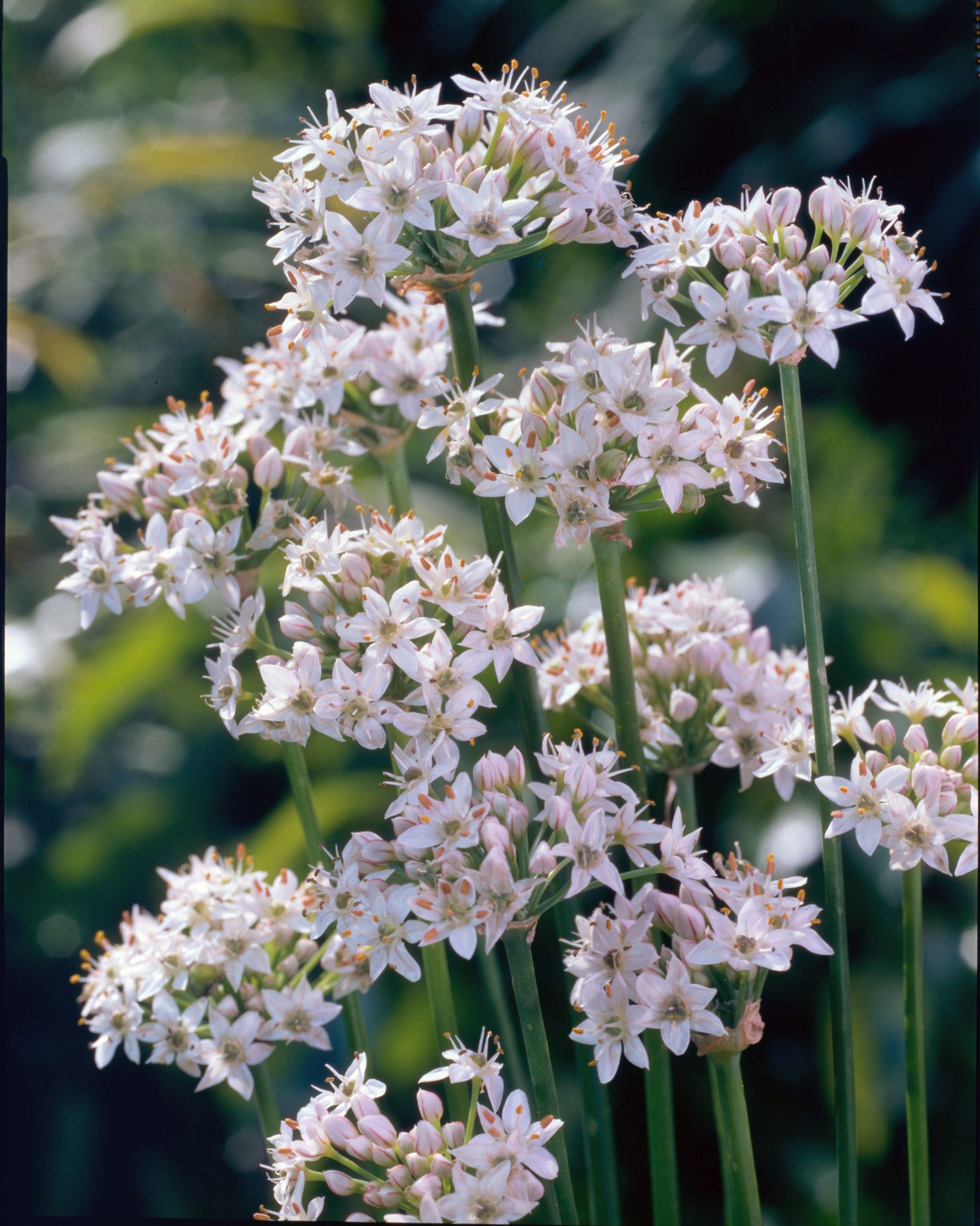 251_allium_tuberosum_ZK_004.jpeg
