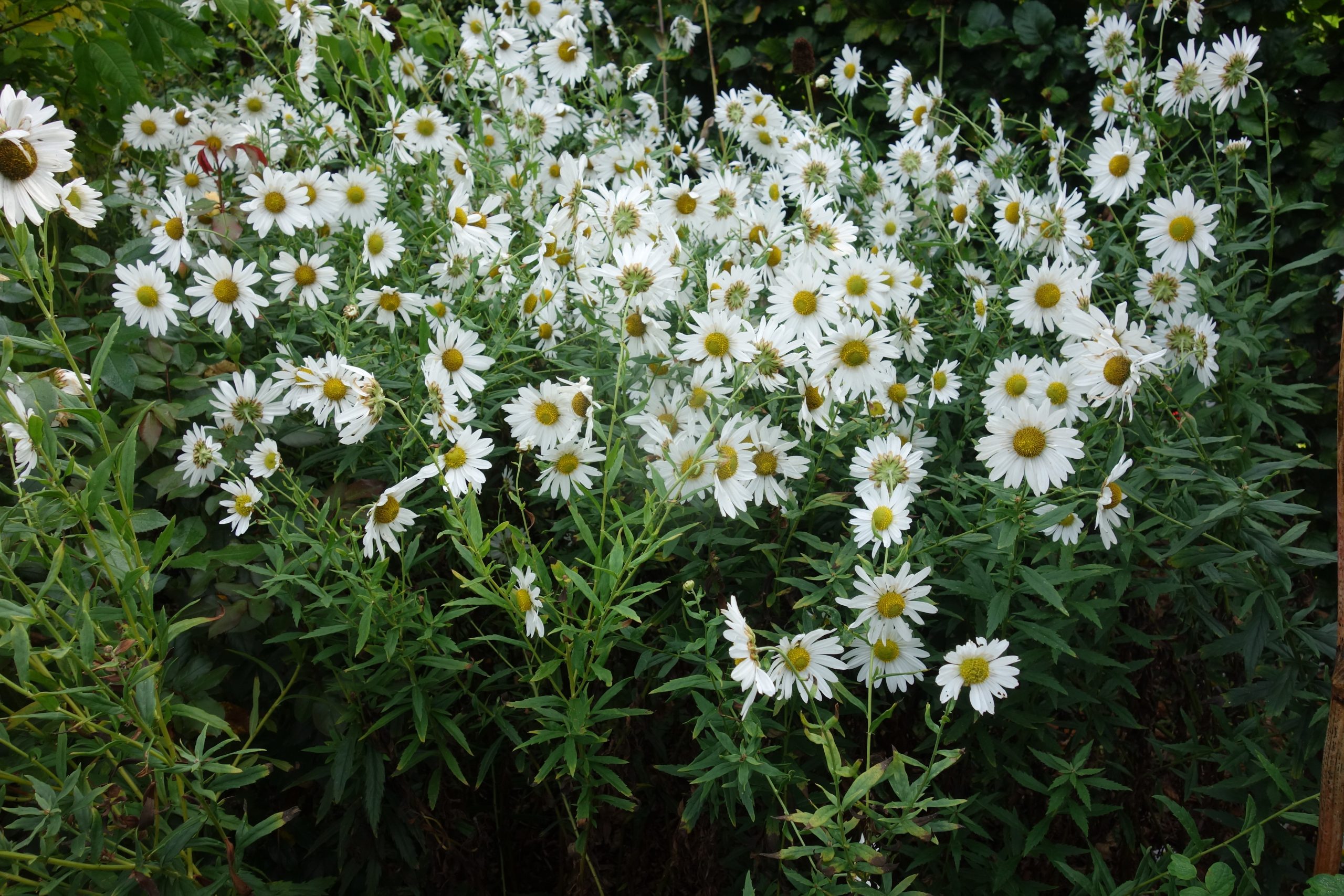 2935_leucanthemella_serotina_SS_004.jpeg