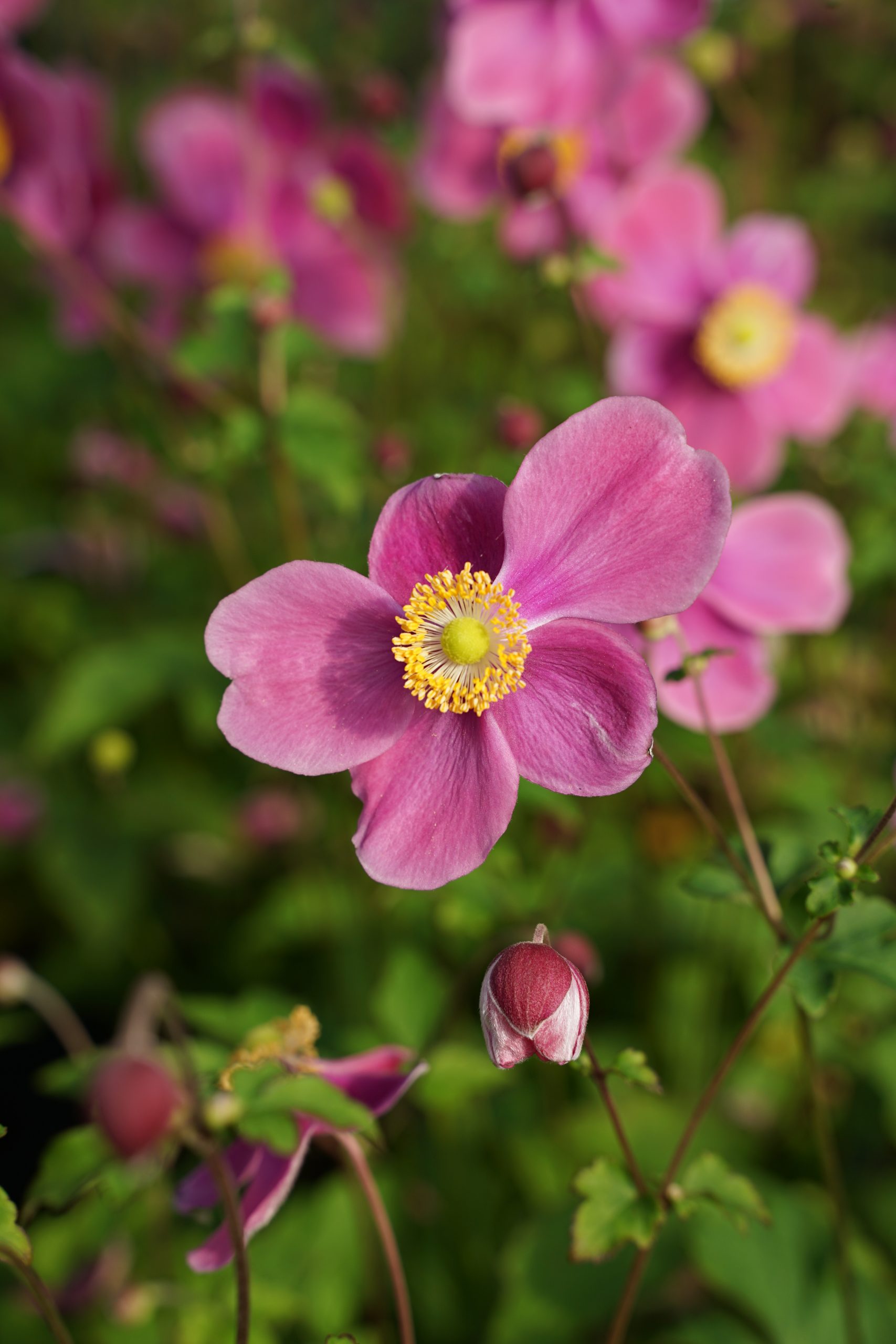 310_anemone_hupehensis_praecox_SS_001.jpeg