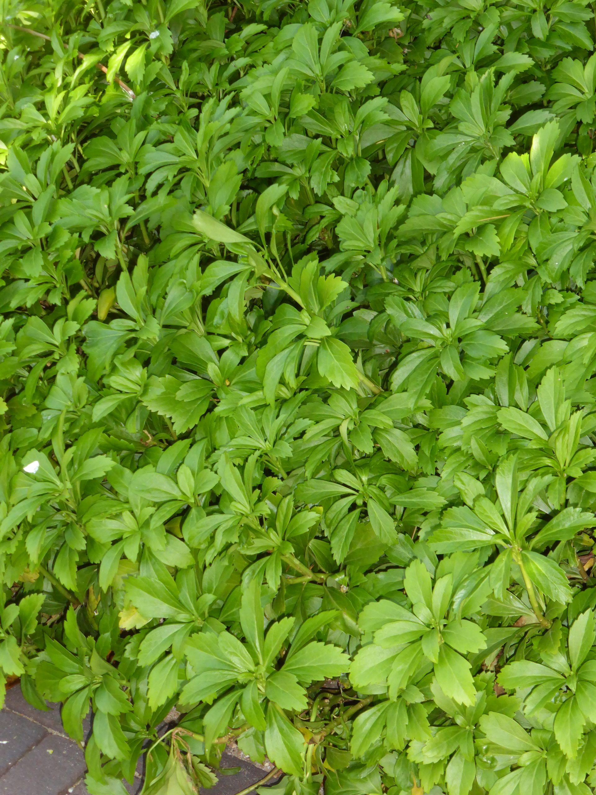 3462_pachysandra_terminalis_SS_002.jpeg