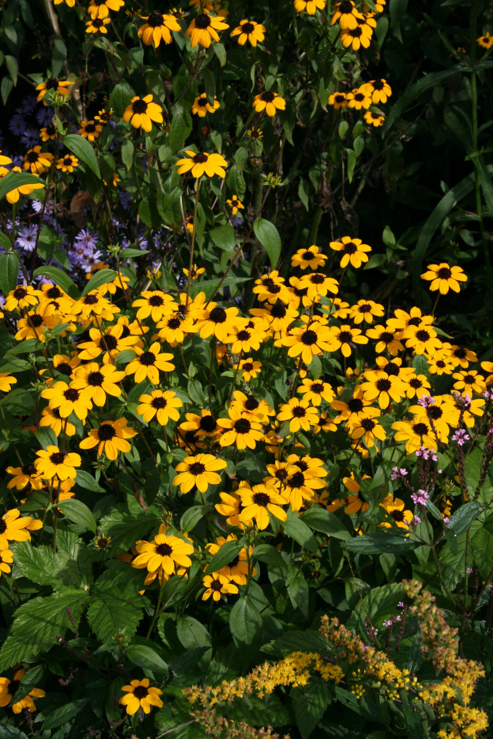 4008_rudbeckia_triloba_SS_002.jpeg