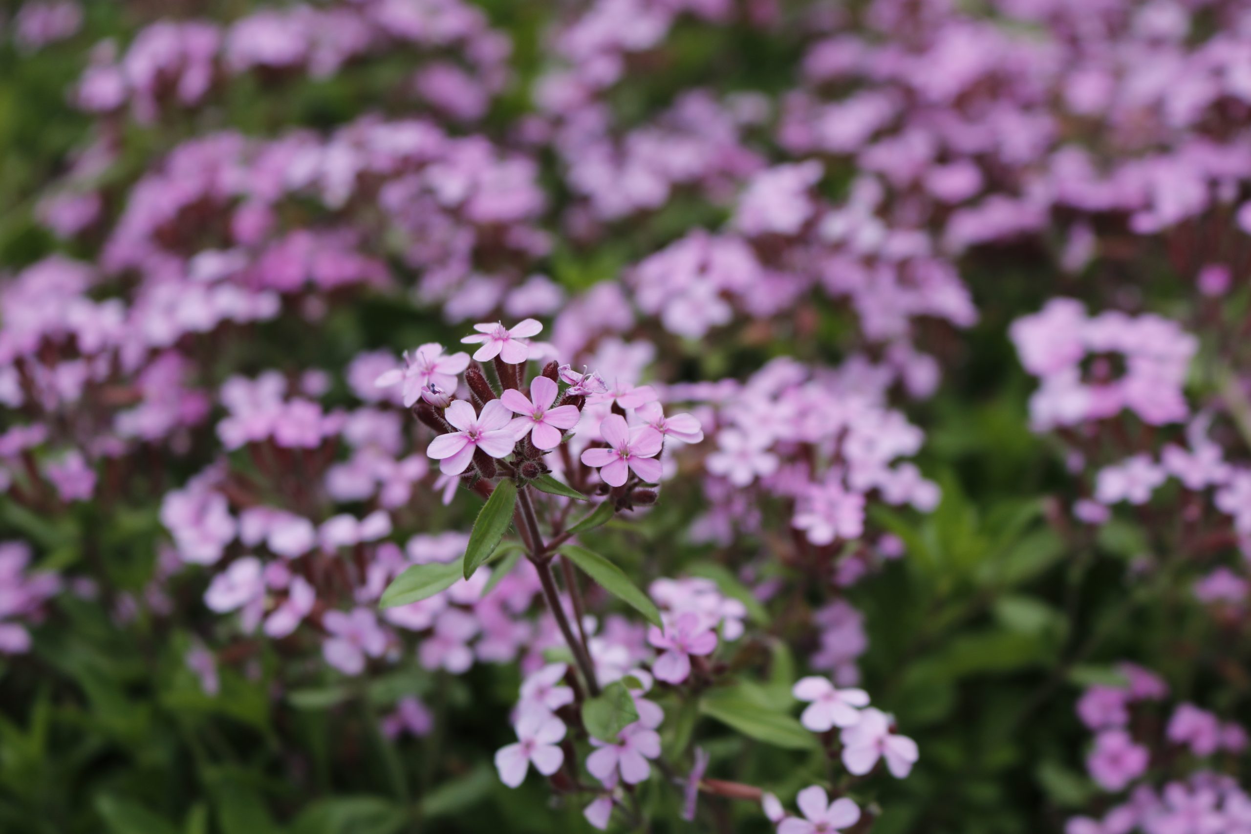 4126_saponaria_ocymoides_XS_004.jpeg