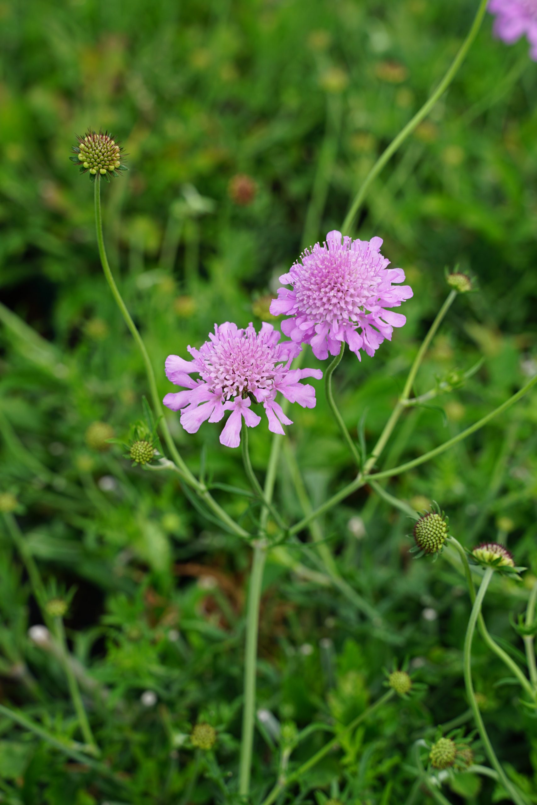 4192_scabiosa_columbaria_pink_mist_SS_002.jpeg