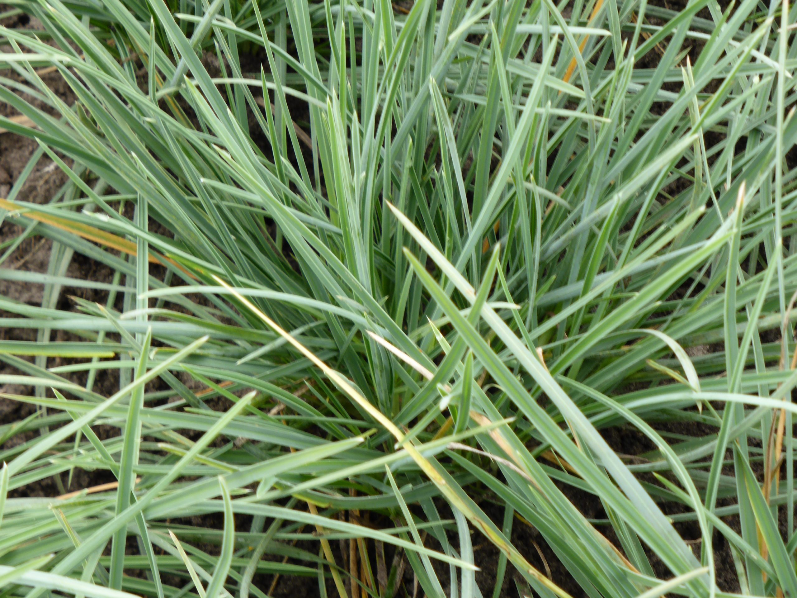 4320_sesleria_nitida_SS_001.jpeg