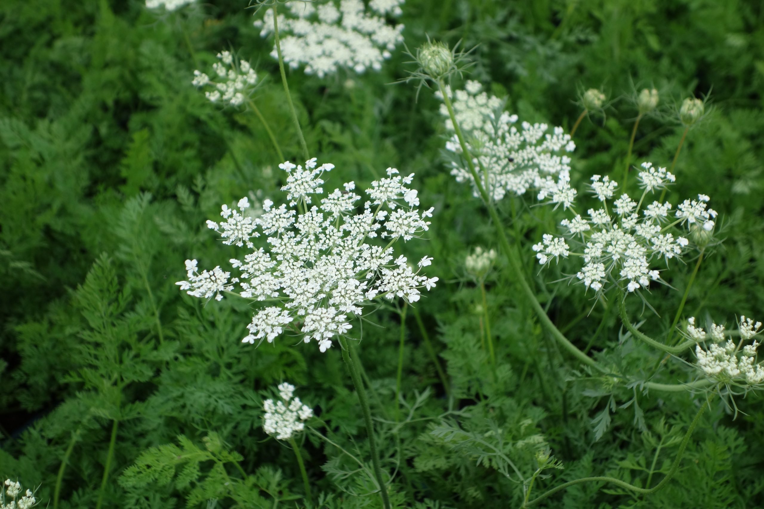 5359_daucus_carota_SS_001.jpeg