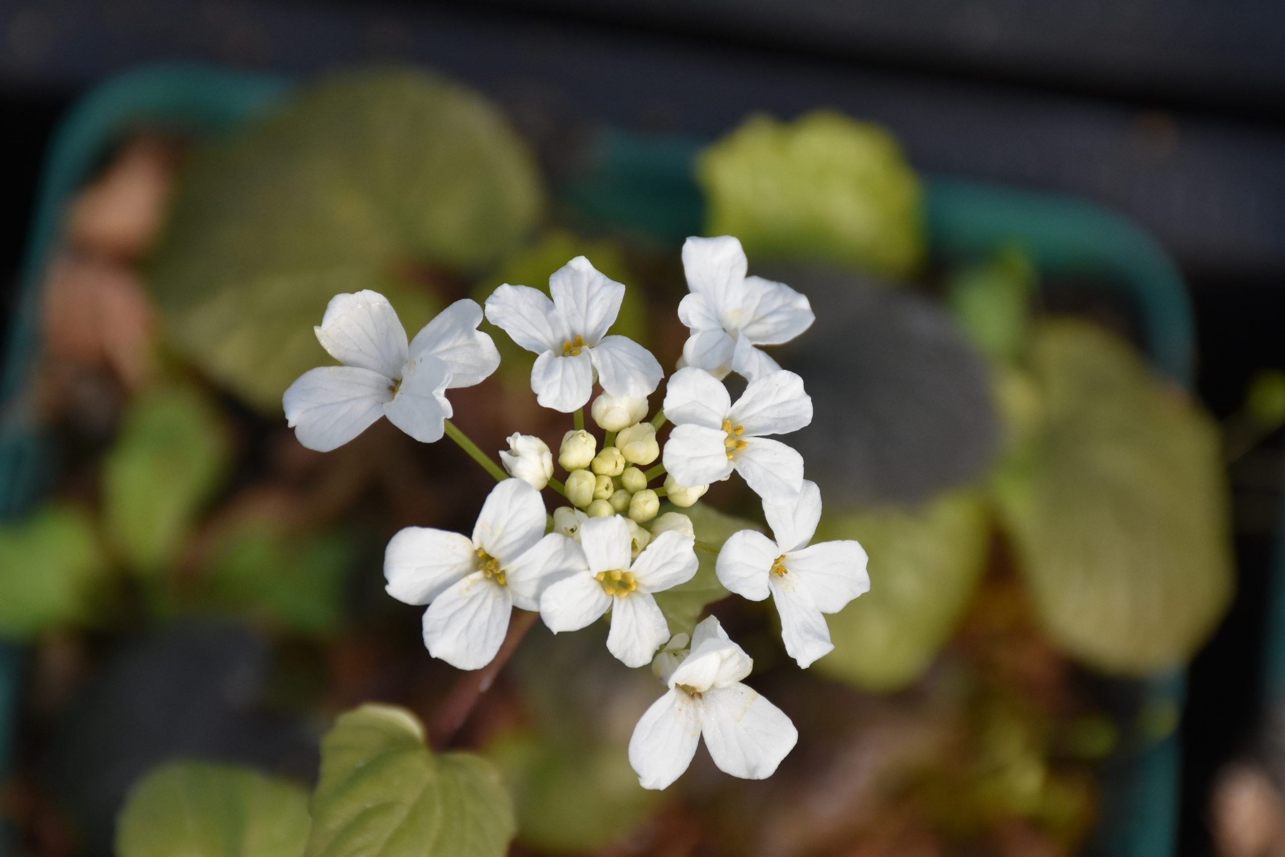 7241_pachyphragma_macrophylla_XS_004.jpg