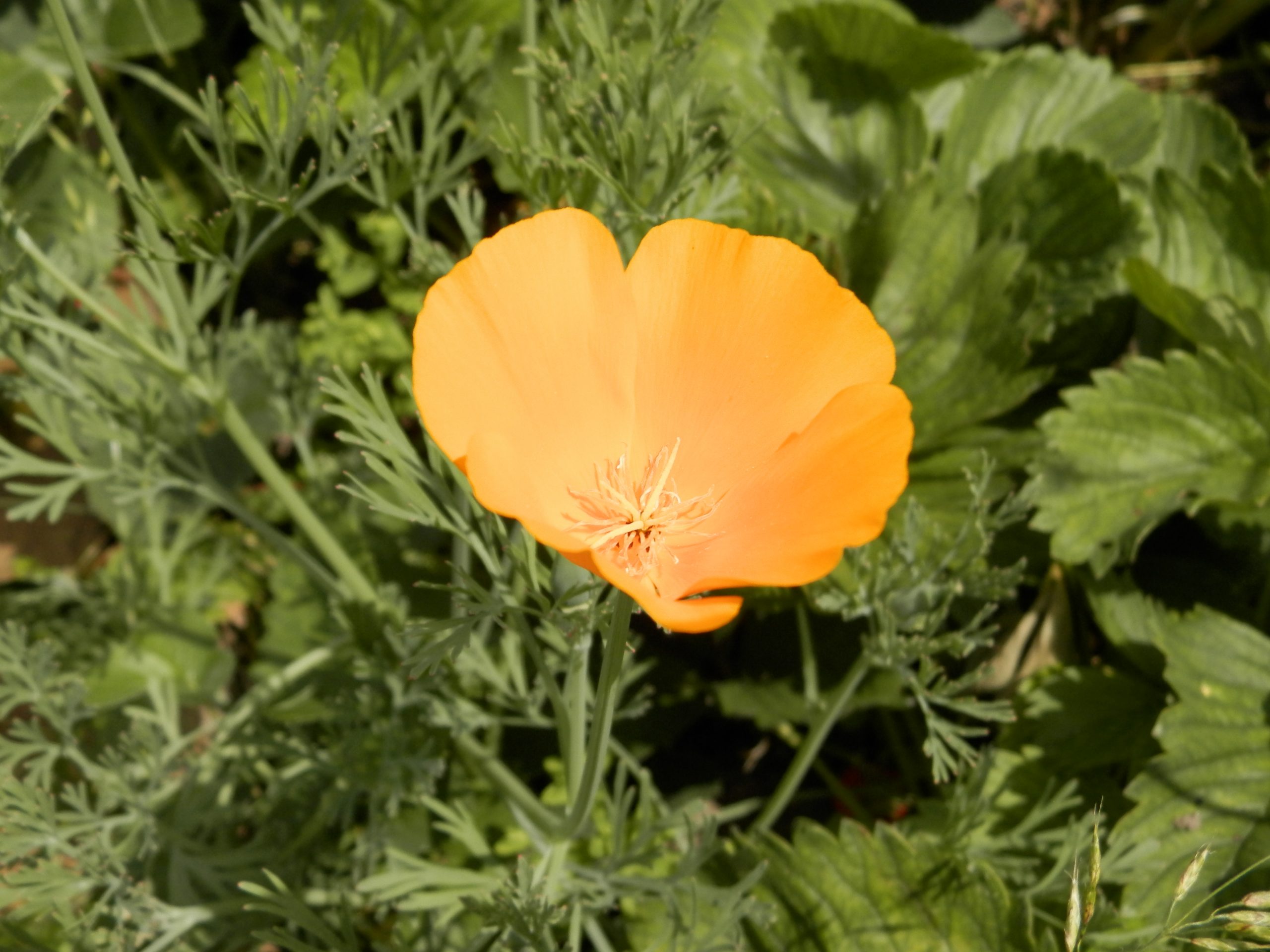 7387_eschscholzia_californica_XS_001.jpg