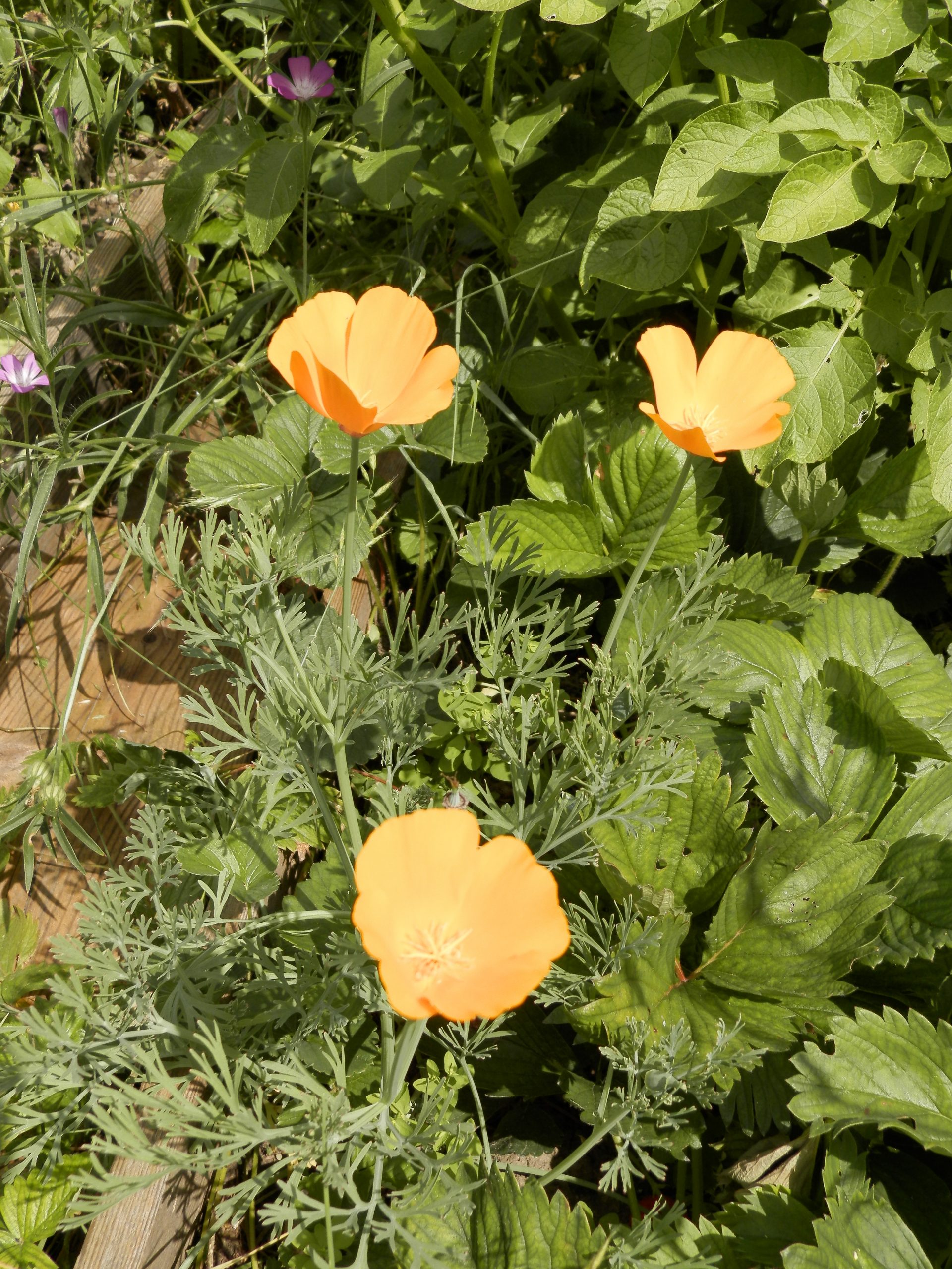 7388_eschscholzia_californica_XS_002.jpg