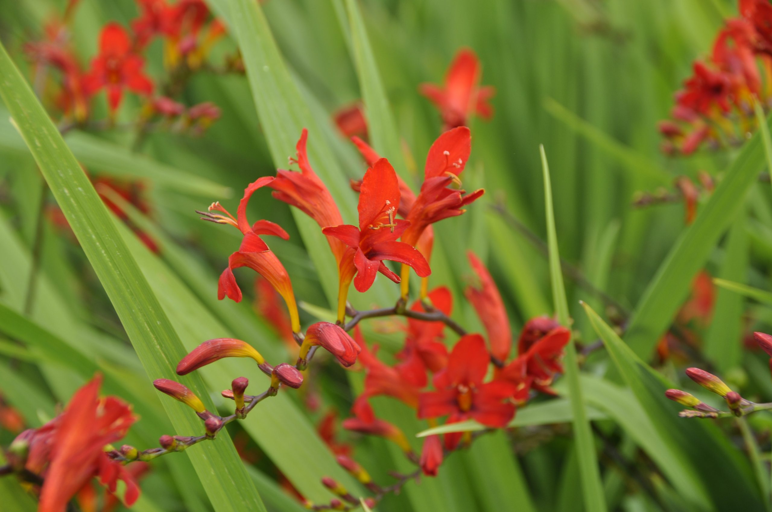 7787_crocosmia_crocosmiiflora_lucifer_BG_005.jpg