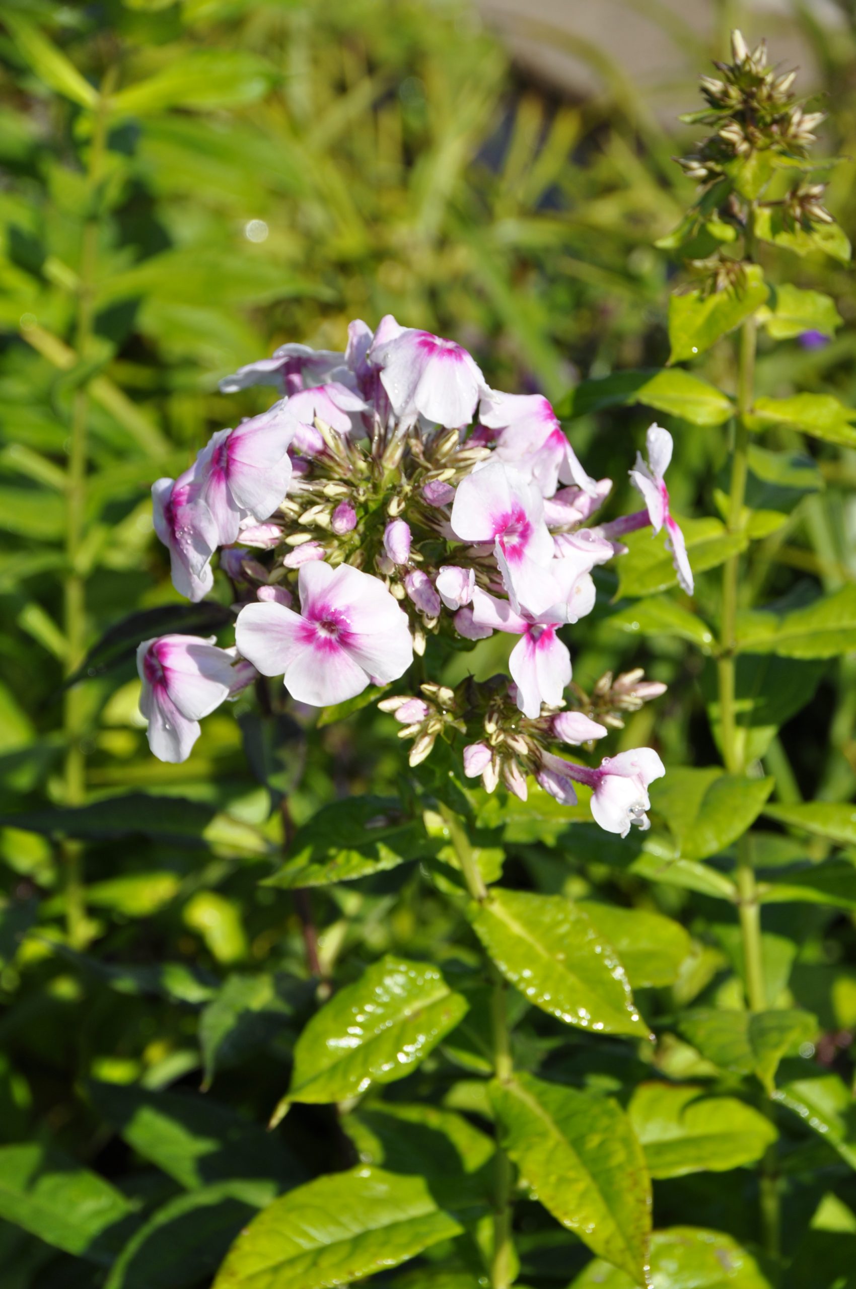 8035_phlox_paniculata_kirmeslandler_BG_003.jpg