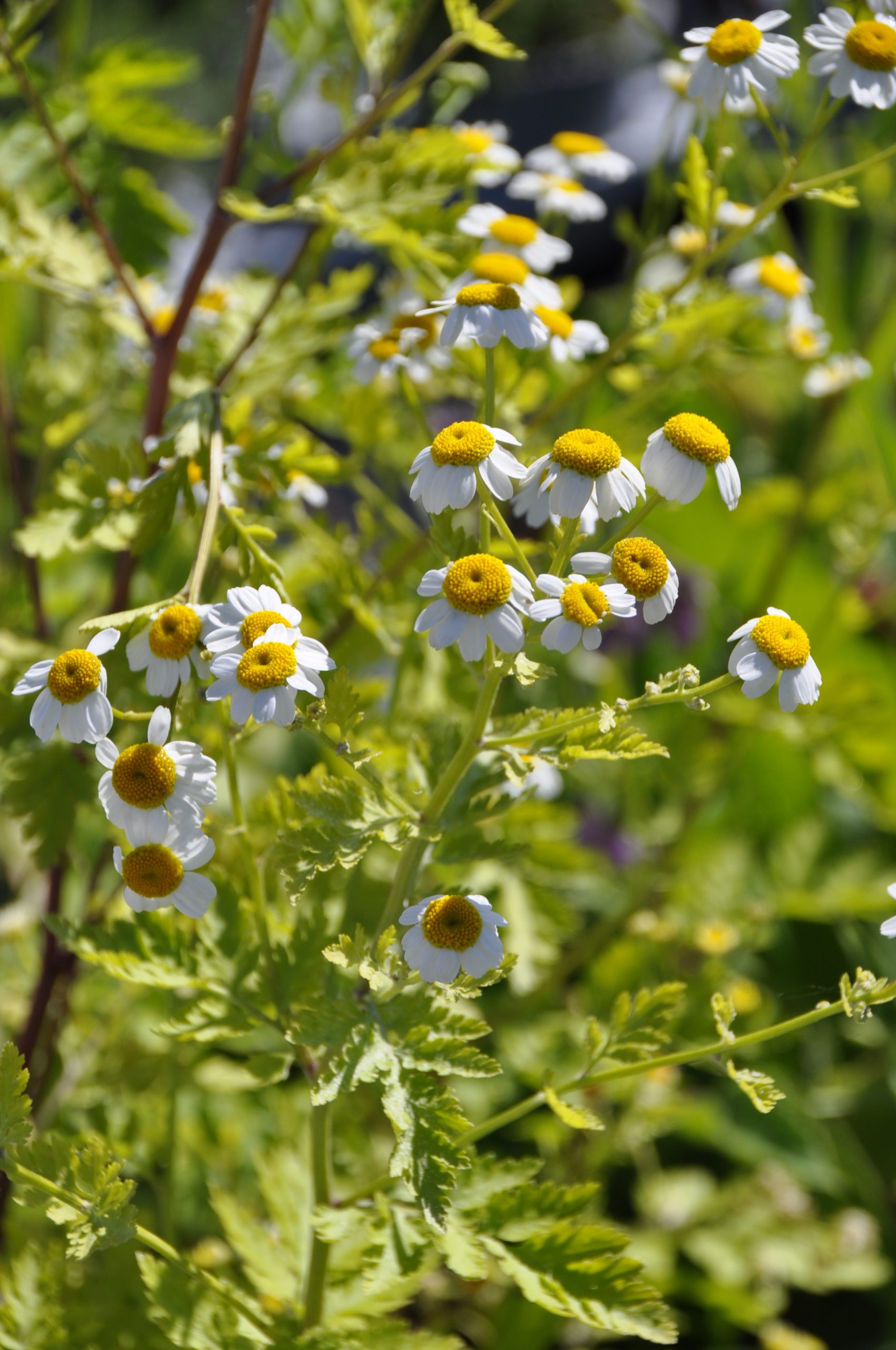 8162_tanacetum_parthenium_BG_001.jpg