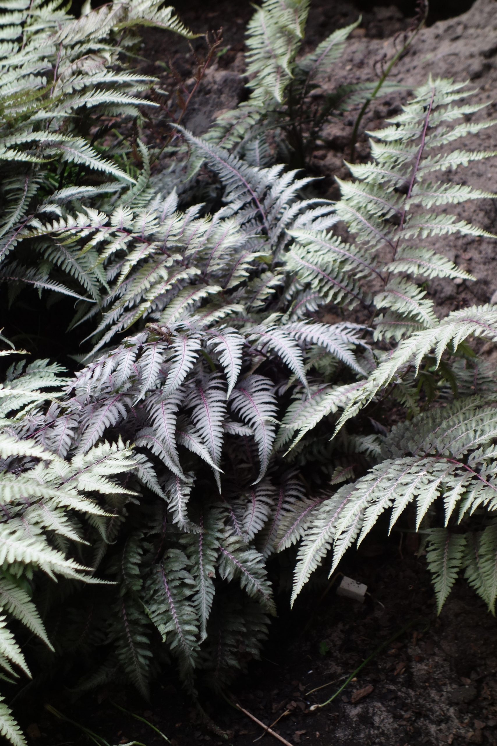 8265_athyrium_niponicum_metallicum_SS_007.jpg