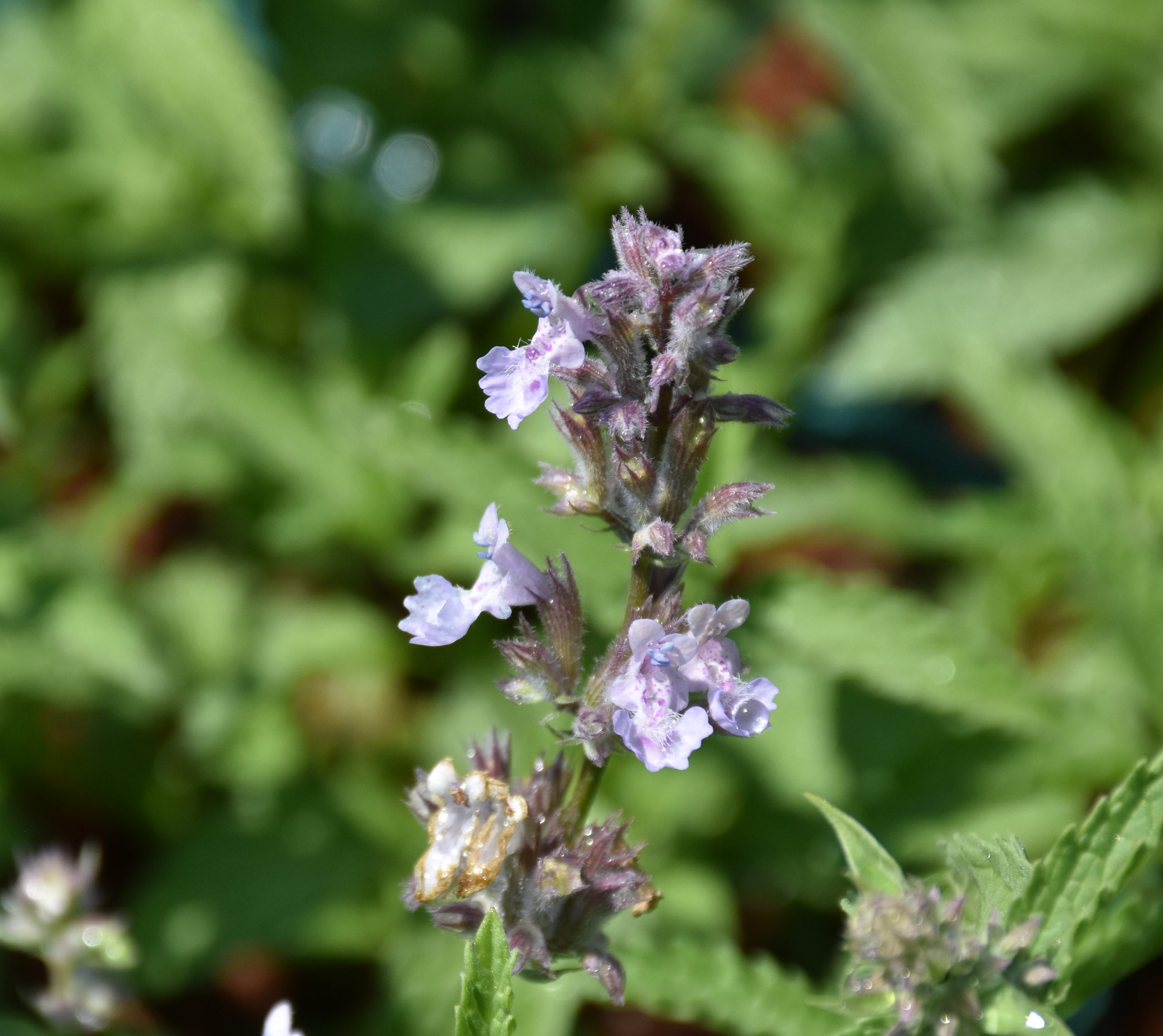 8779_nepeta_faassenii_gletschereis_XS_003.jpg