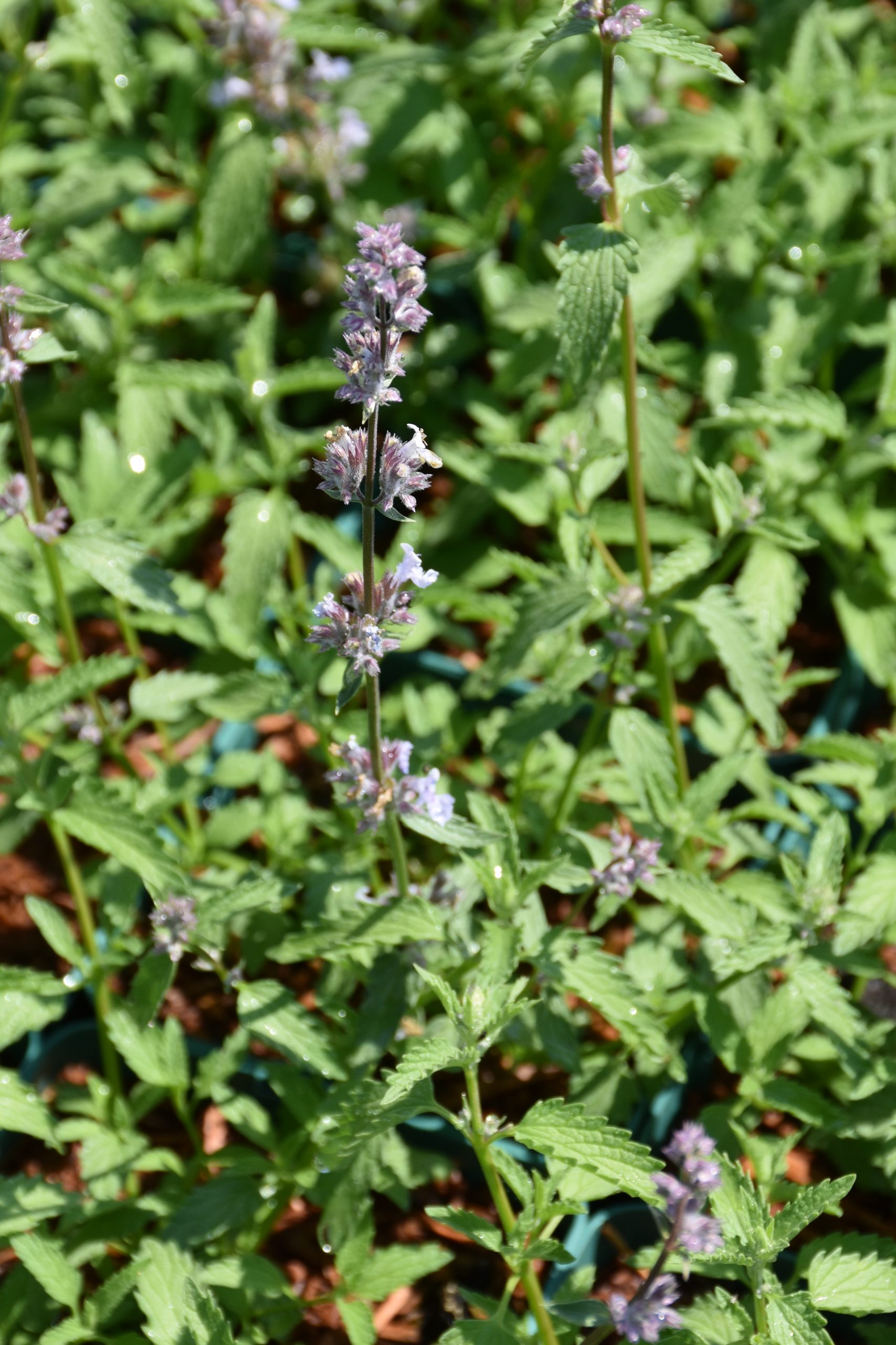 8780_nepeta_faassenii_gletschereis_XS_004.jpg