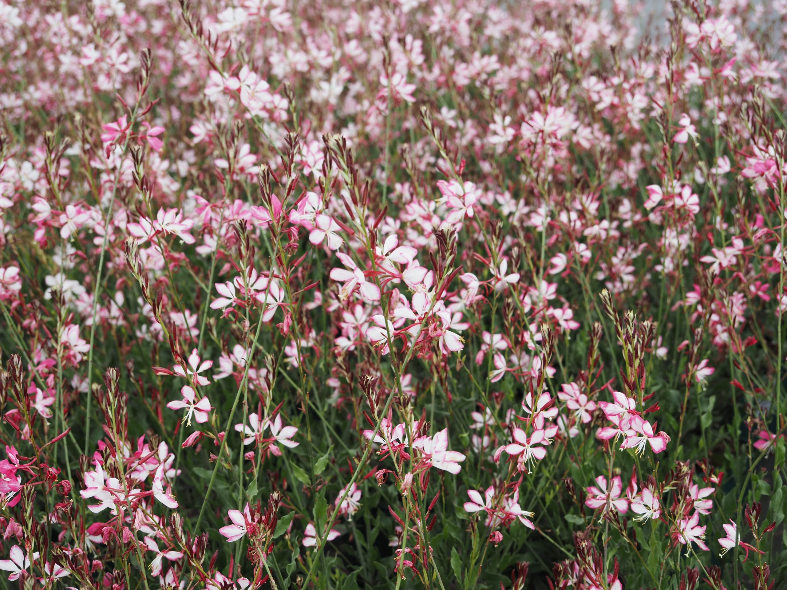 9843_gaura_lindheimeri_rosy_jane_BG_003.jpg