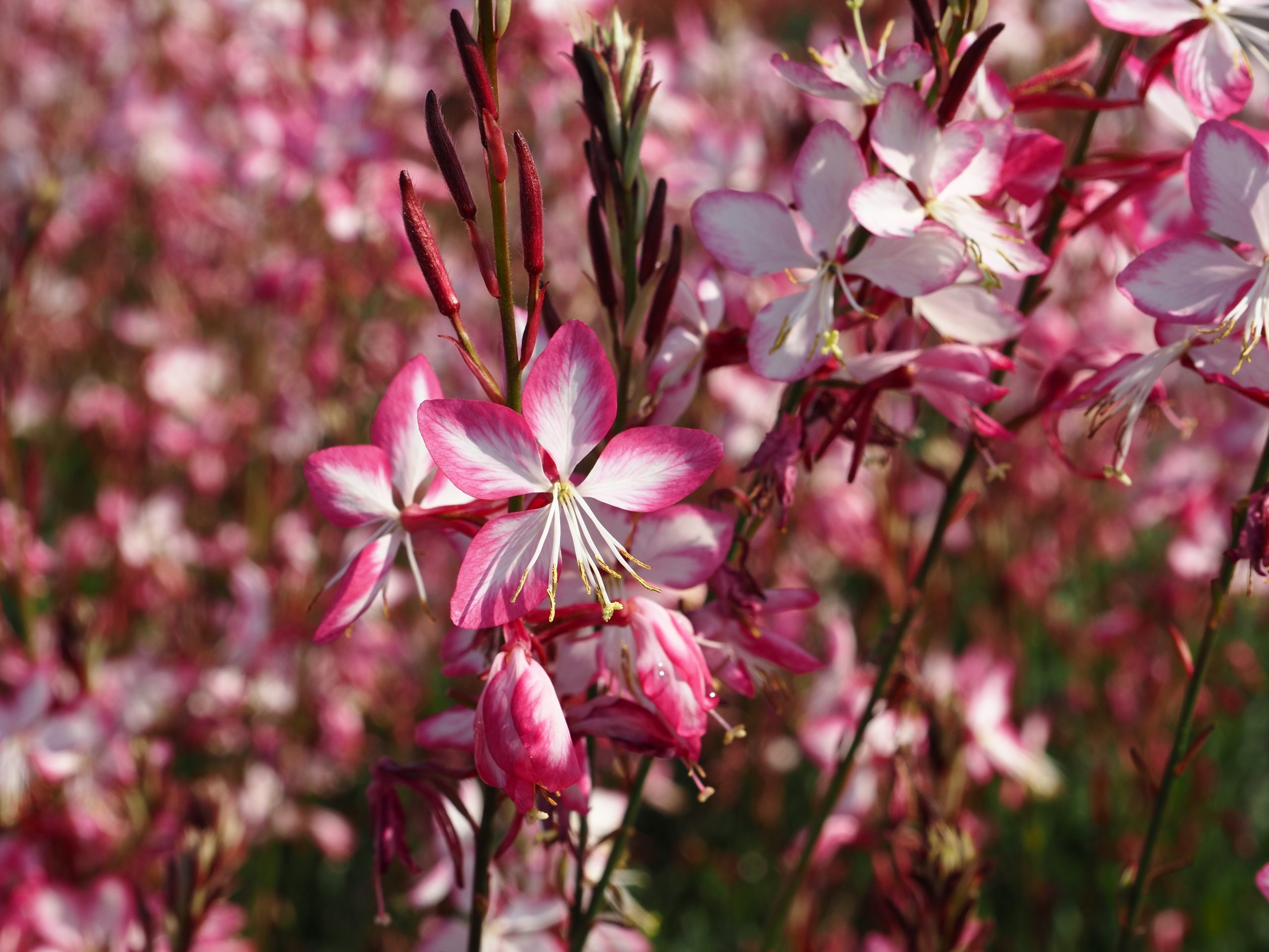 9844_gaura_lindheimeri_rosy_jane_BG_004.jpg