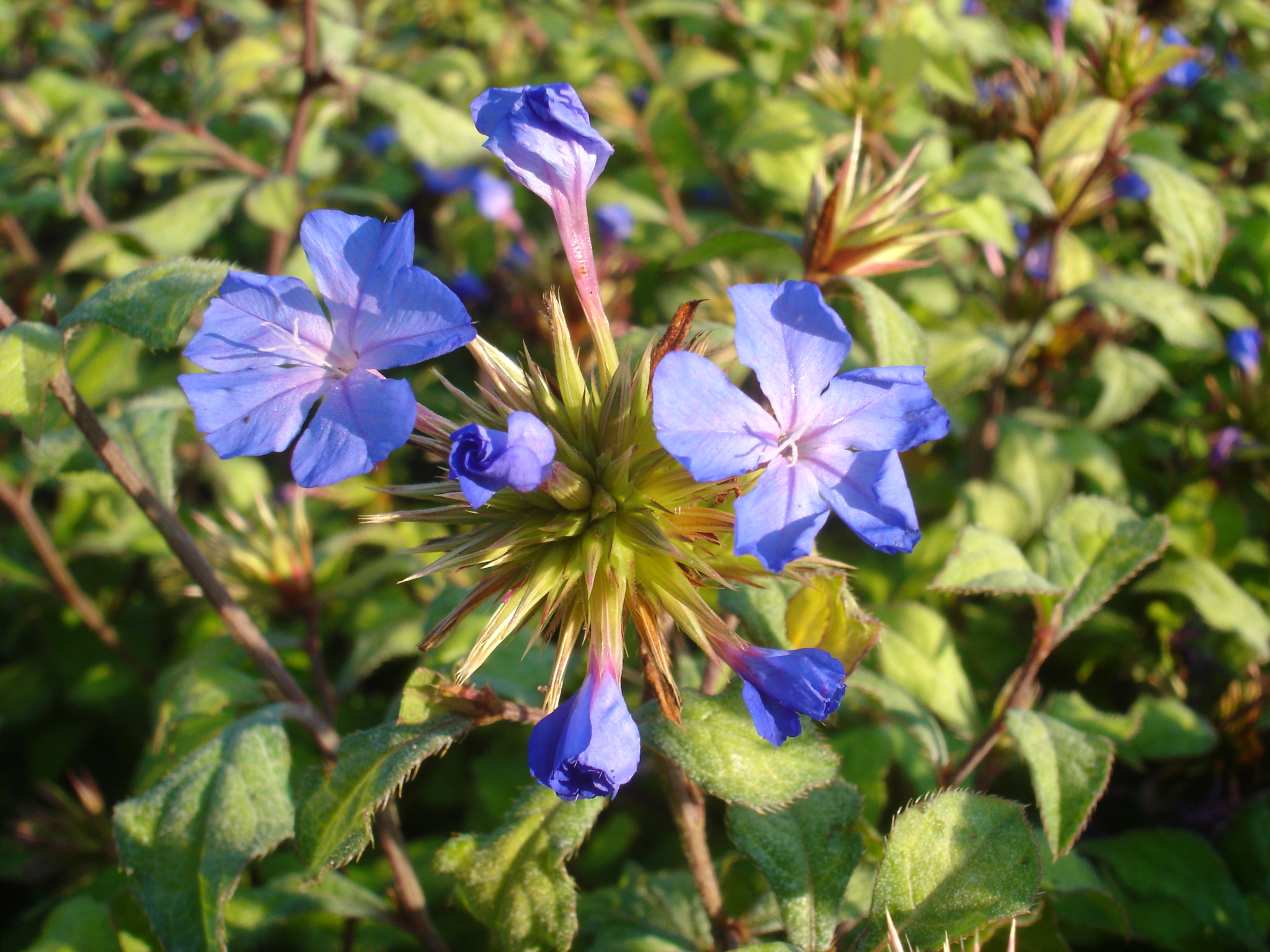 1219_ceratostigma_willmottianum_forest_blue_SS_001.jpeg